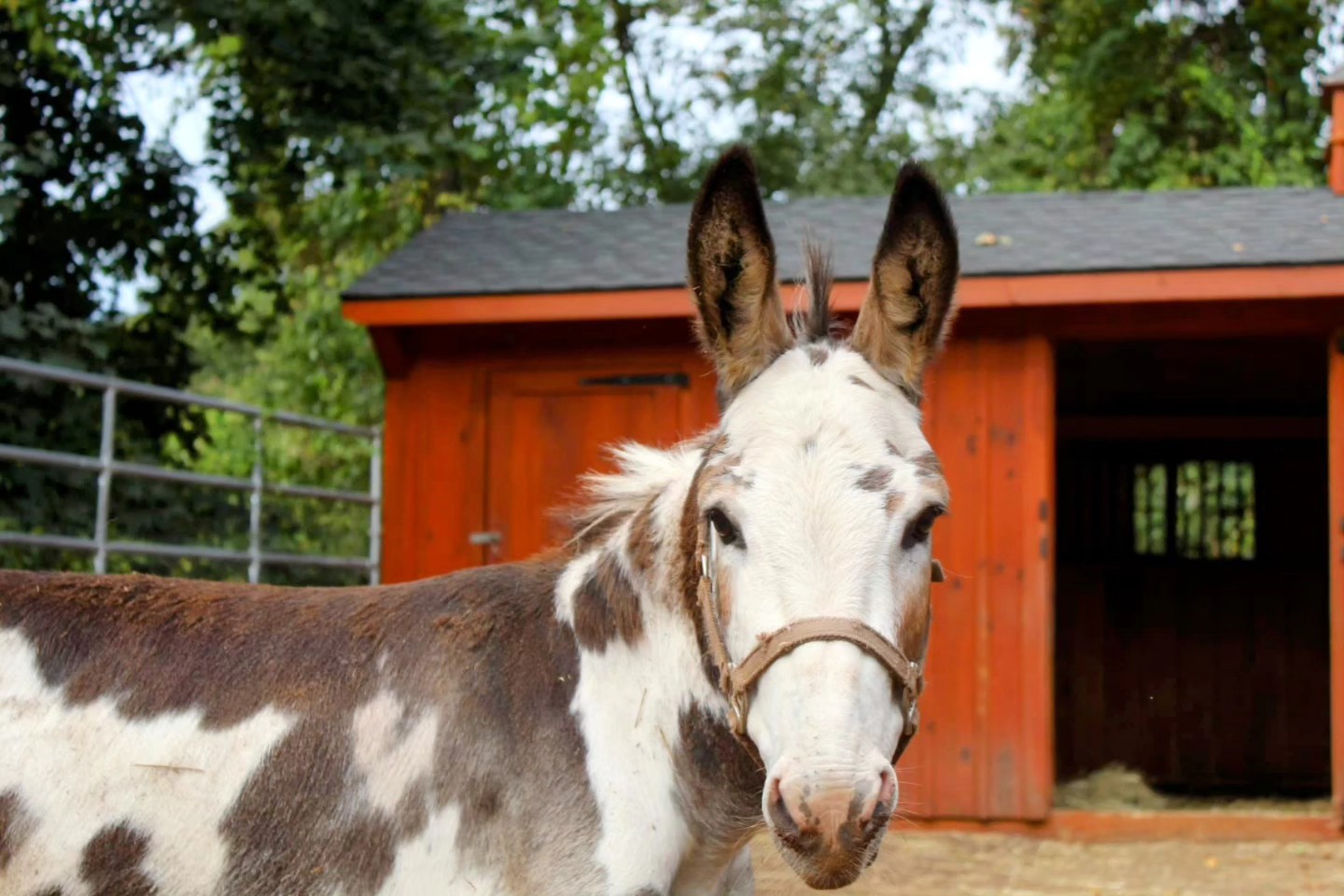 Enlarge Fernando, a Adopted Donkey in Northford, CT image 4/4