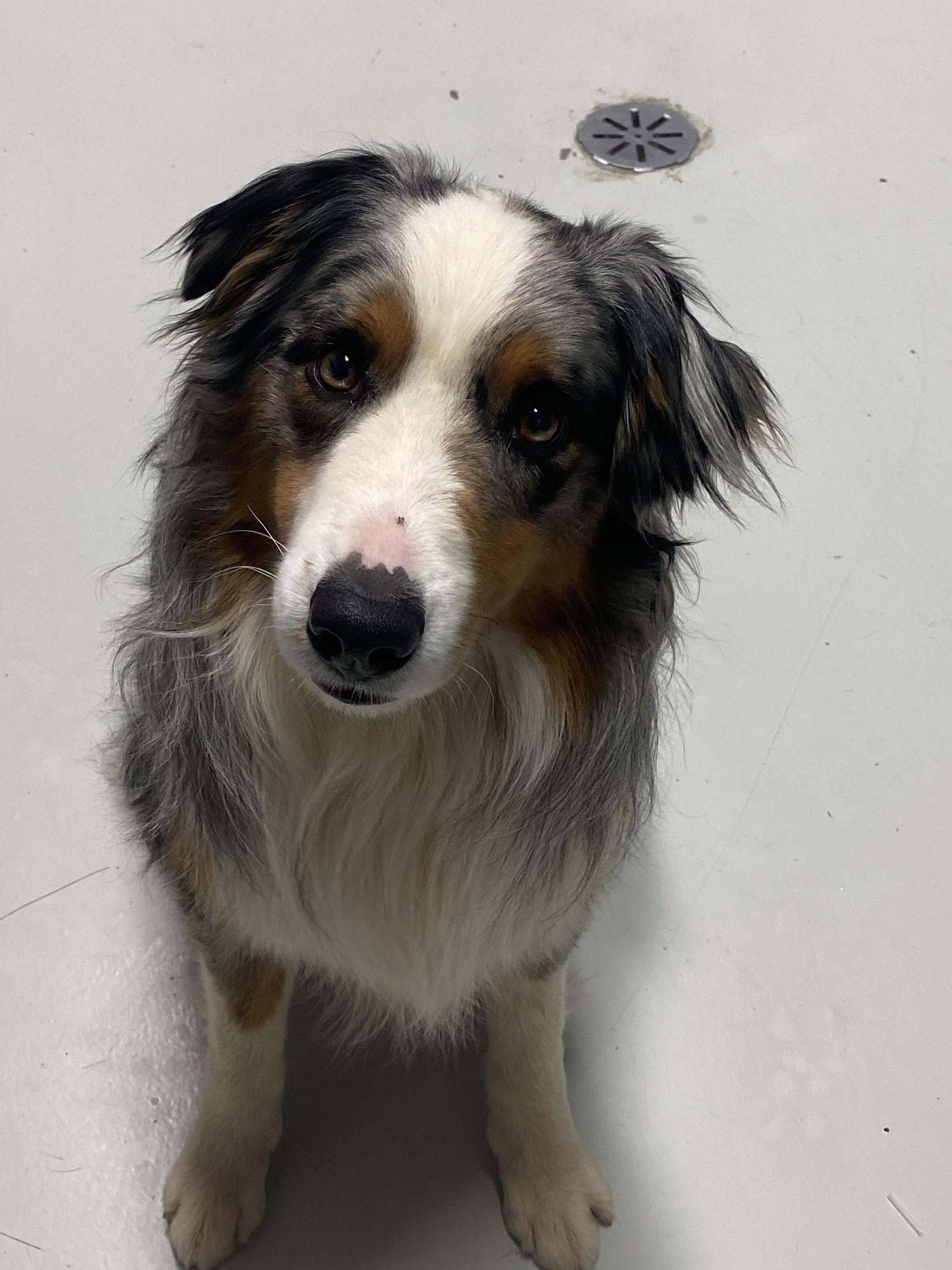 Axel, adopted, Adult Male Anatolian Shepherd.