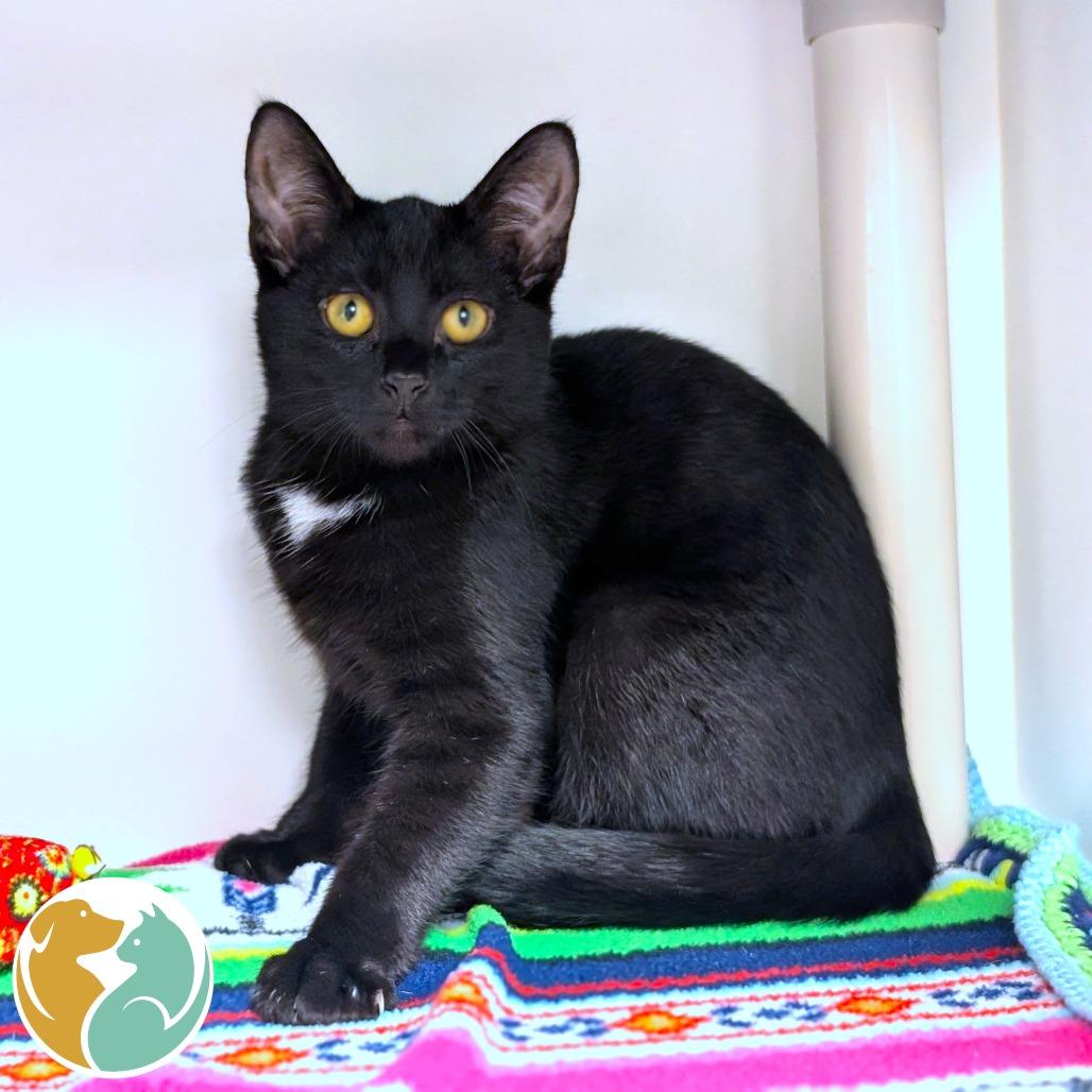 Bisquick, Adoptable, Young Female American Shorthair.