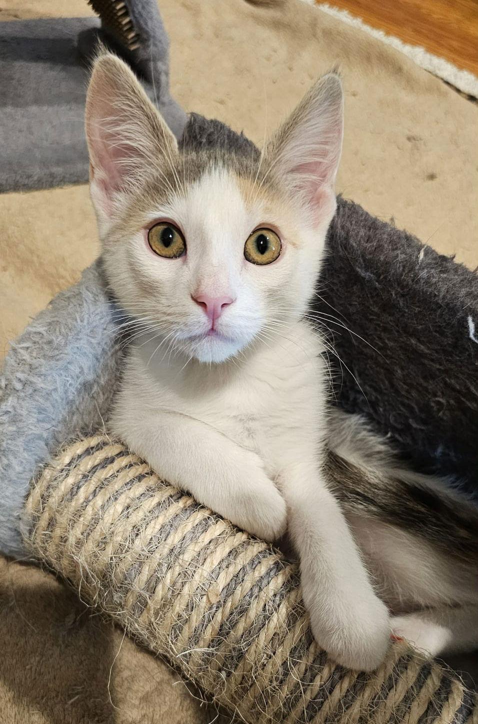 Chutney, Adoptable, Kitten Female Domestic Short Hair.