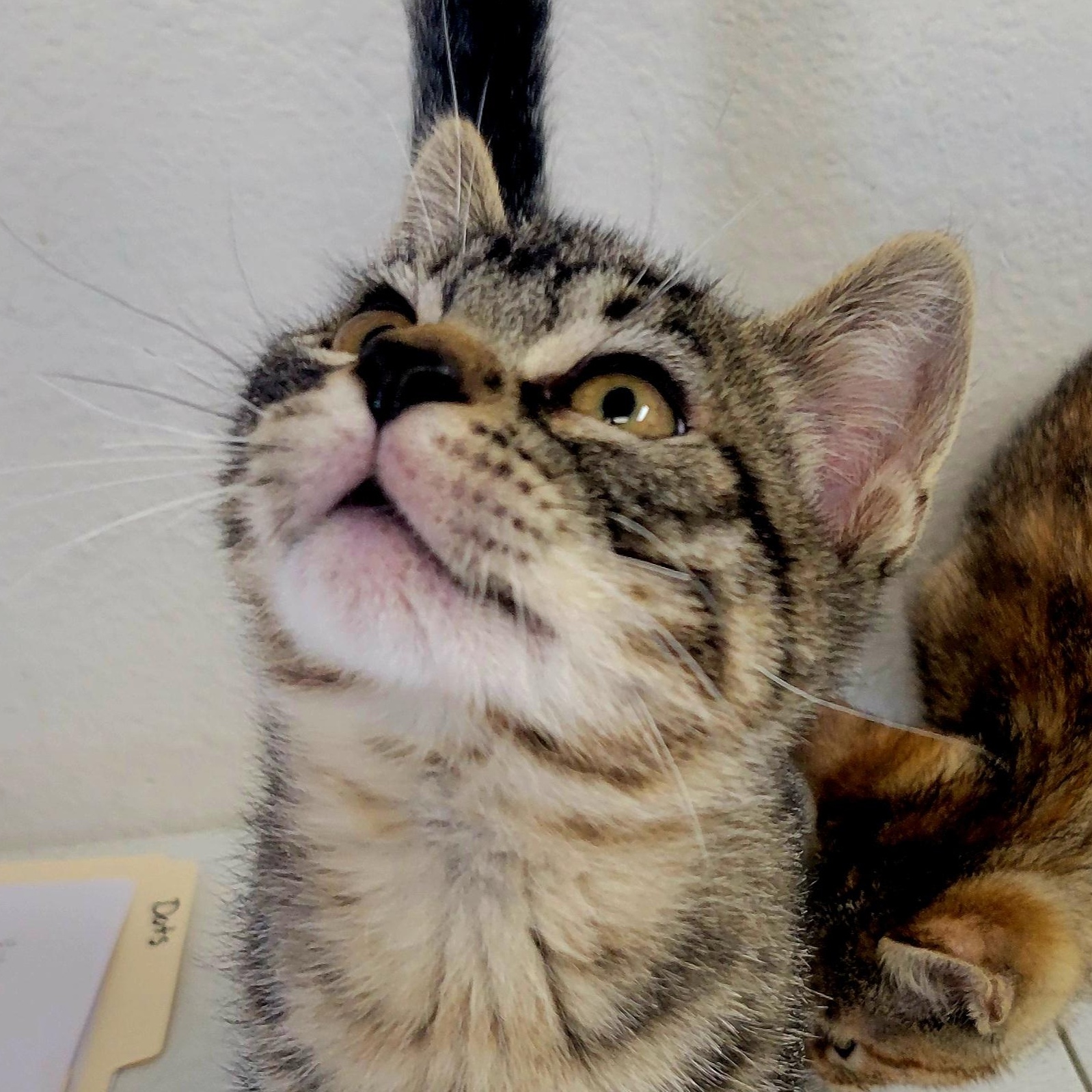 Twizzler, Young Male Domestic Short Hair