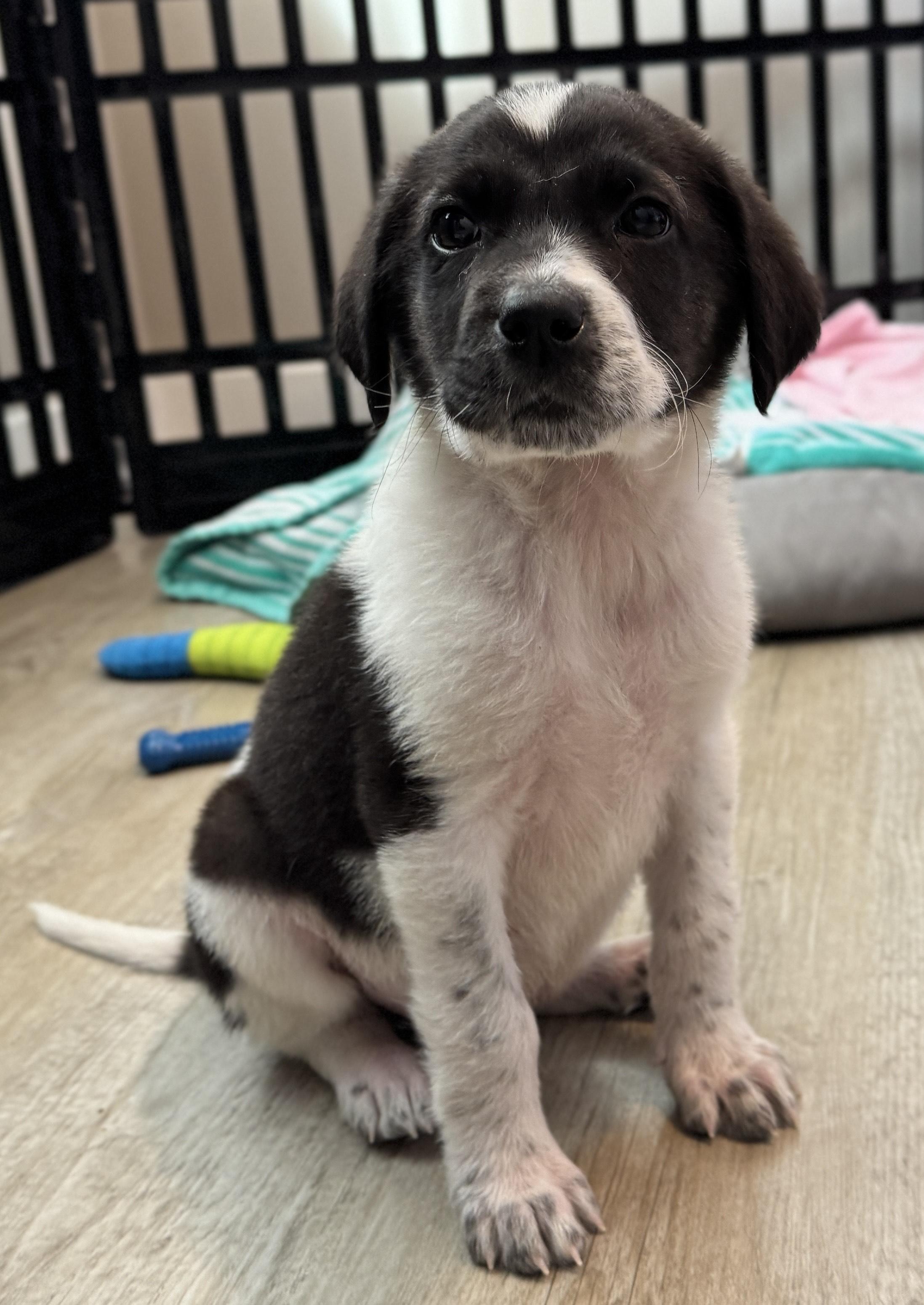 Enlarge Kai, a ADOPTABLE mixed breed in Minneapolis, MN image 5/6