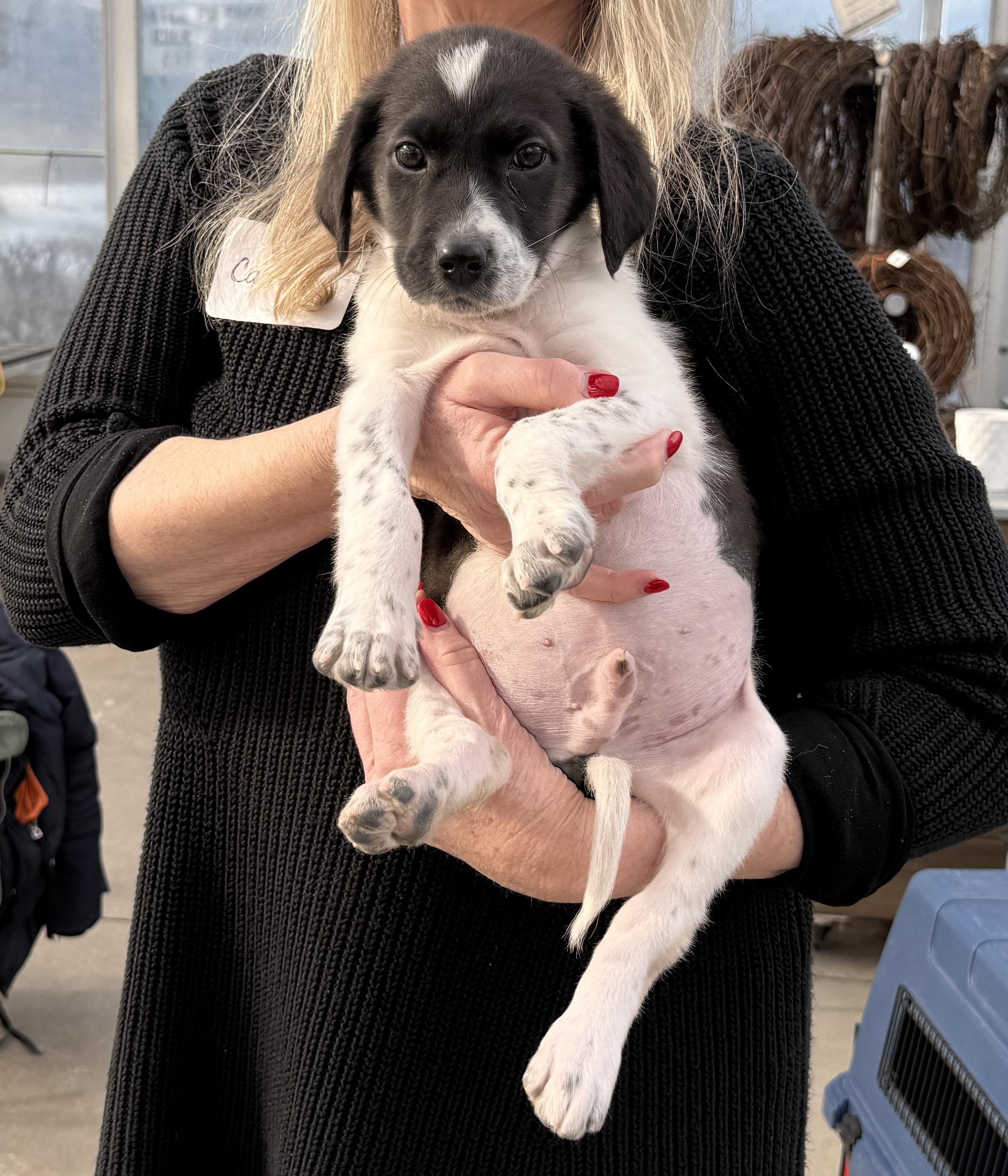 Enlarge Kai, a ADOPTABLE mixed breed in Minneapolis, MN image 4/6