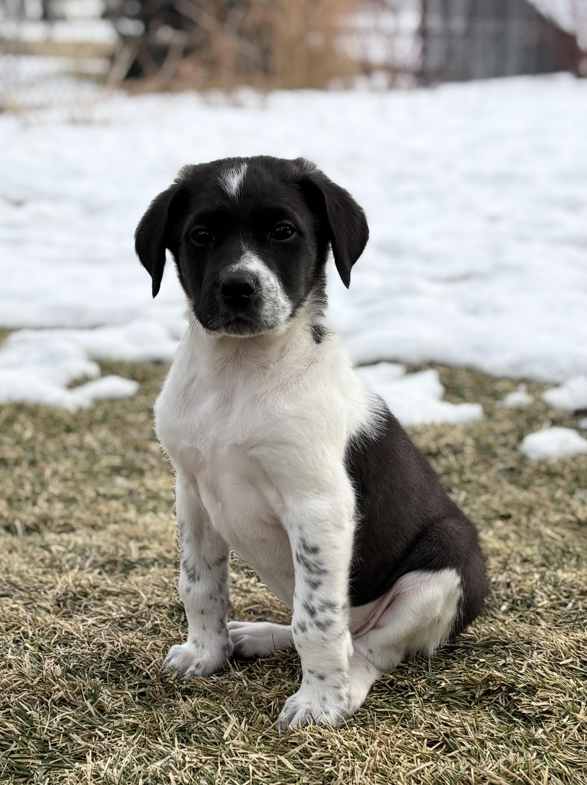 Enlarge Kai, a ADOPTABLE mixed breed in Minneapolis, MN image 1/6