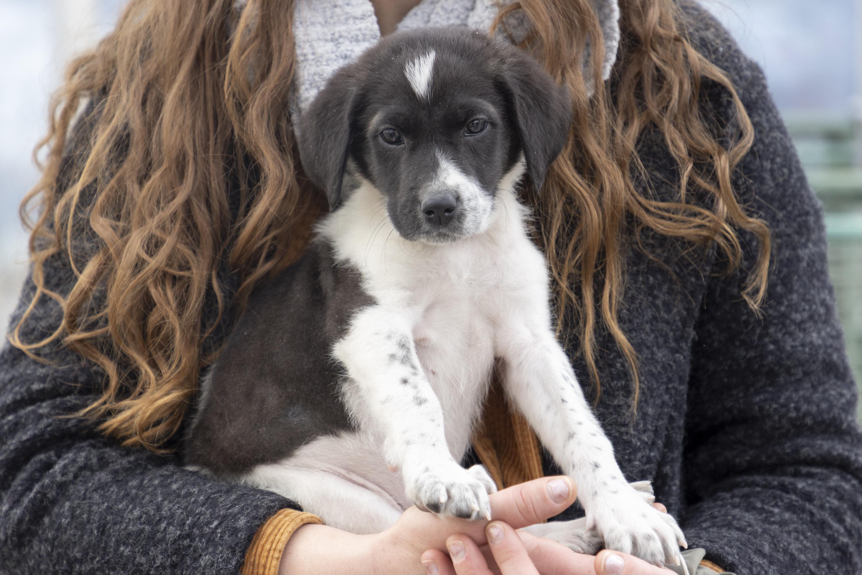 Enlarge Kai, a ADOPTABLE mixed breed in Minneapolis, MN image 2/6