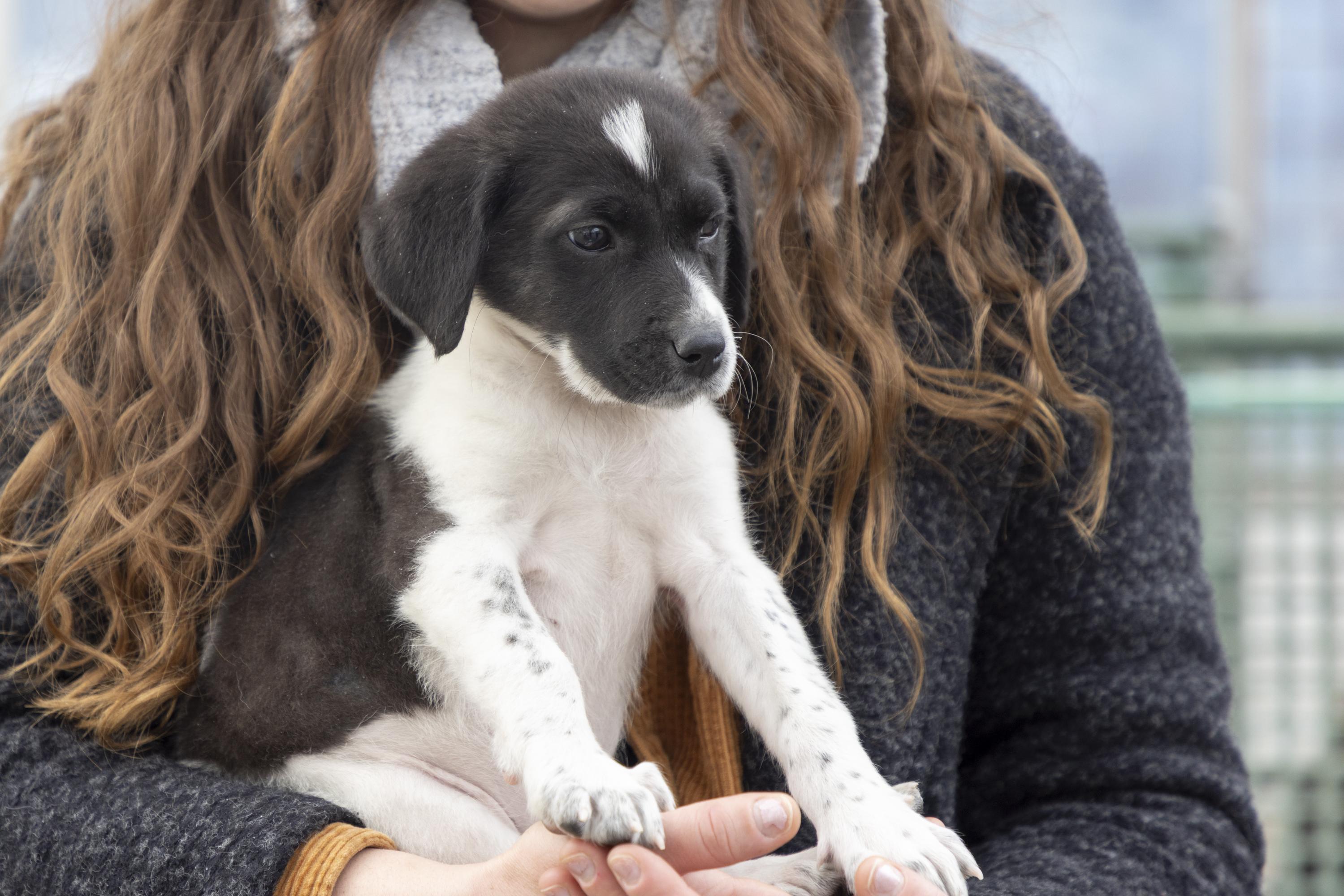 Enlarge Kai, a ADOPTABLE mixed breed in Minneapolis, MN image 3/6