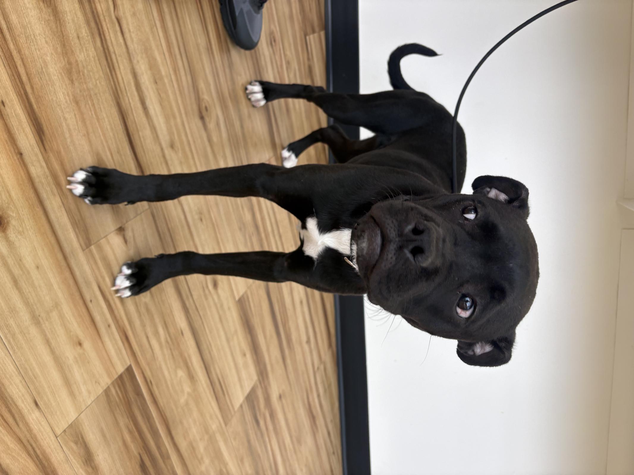 Rouge, Adoptable, Young Male Boxer.