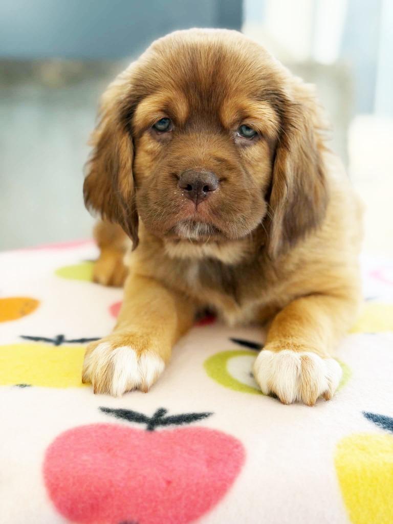 Apple Litter - Pink Lady - Boo - I Found You Promo, Adoptable, Puppy Female Bloodhound & Mixed Breed.