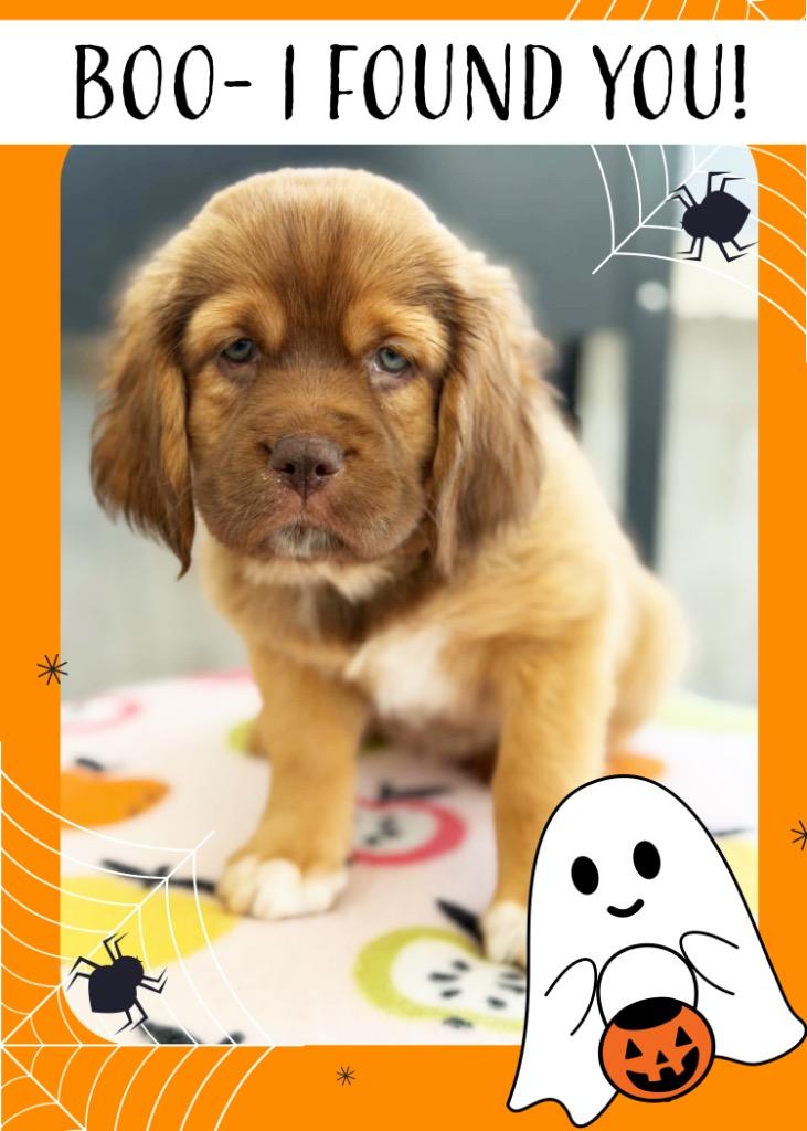 Enlarge Apple Litter - Pink Lady - Boo - I Found You Promo, a Adoptable mixed breed in Savage, MN image 2/3