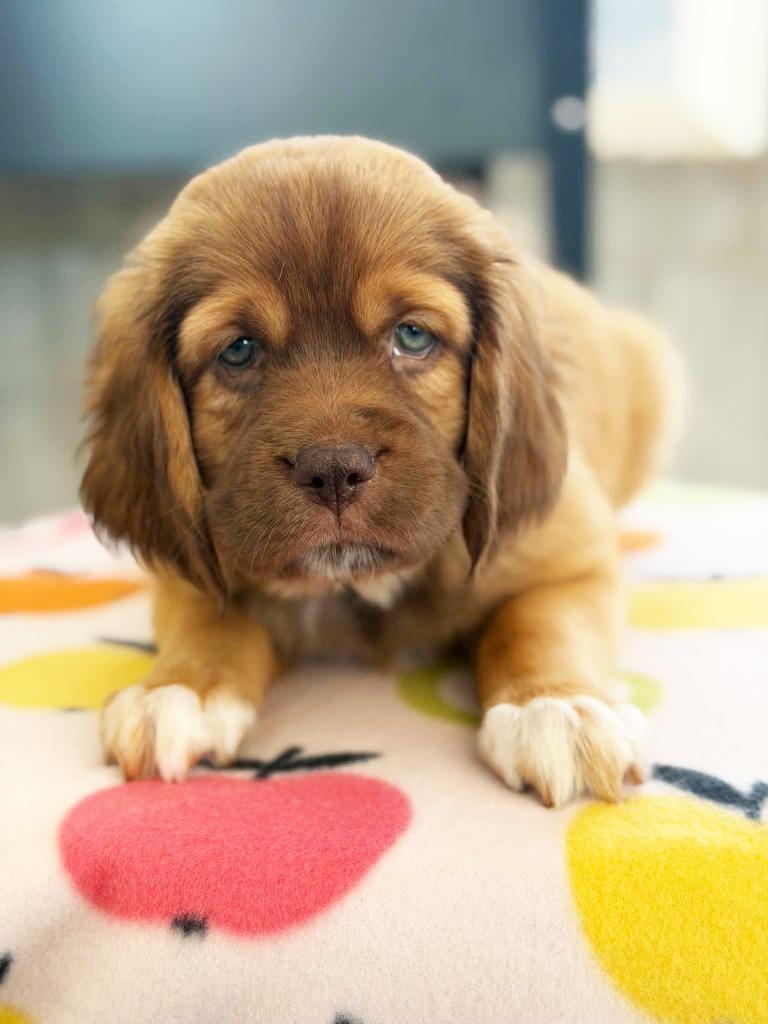 Enlarge Apple Litter - Pink Lady - Boo - I Found You Promo, a Adoptable mixed breed in Savage, MN image 3/3