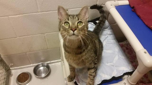 Tigger, Adopted, Senior Male Domestic Short Hair.