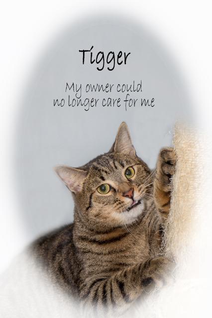 Enlarge Tigger, a Adopted mixed breed in Findlay, OH image 2/2