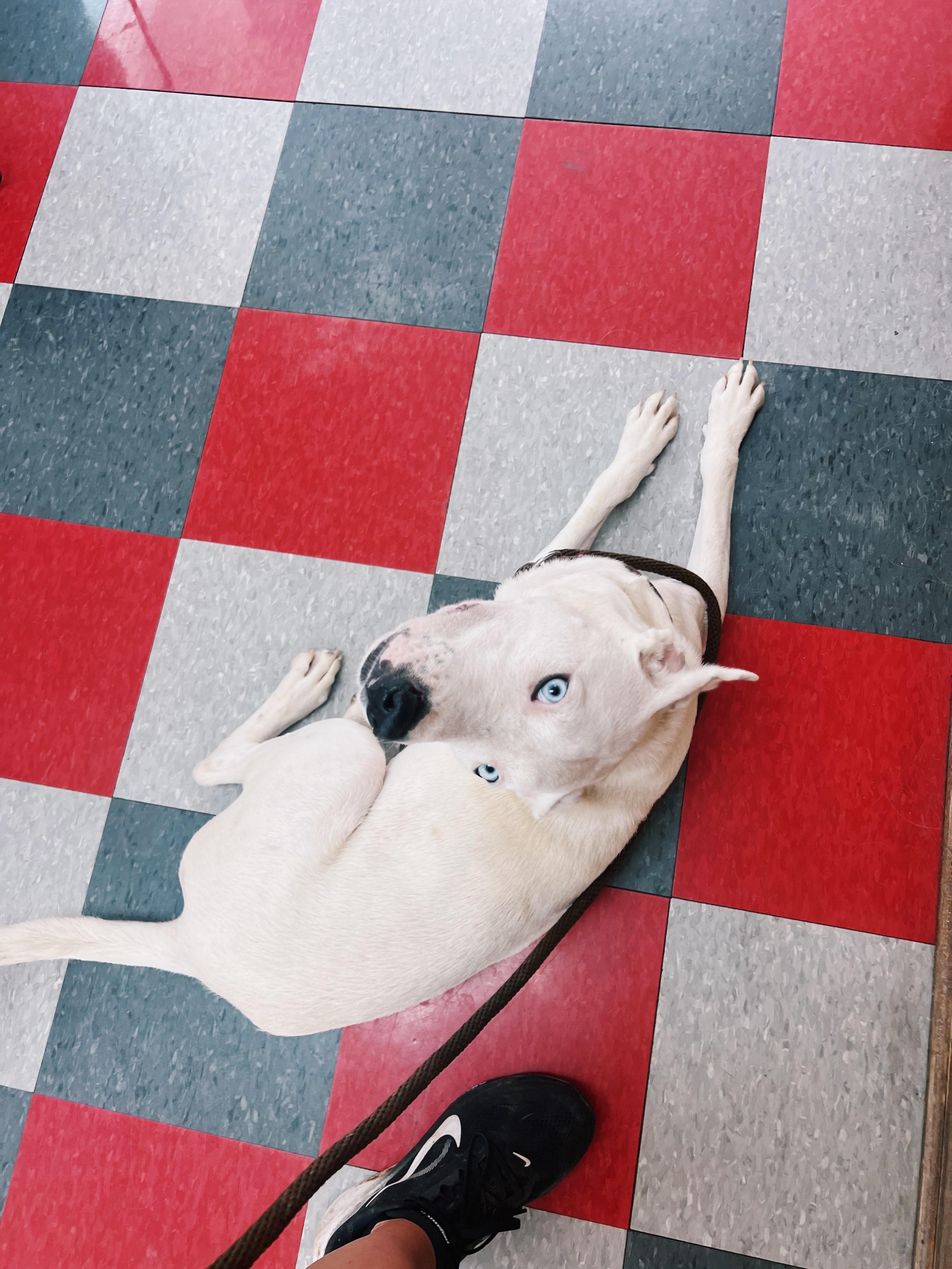 Enlarge Delilah, a ADOPTABLE mixed breed in Bixby, OK image 1/2