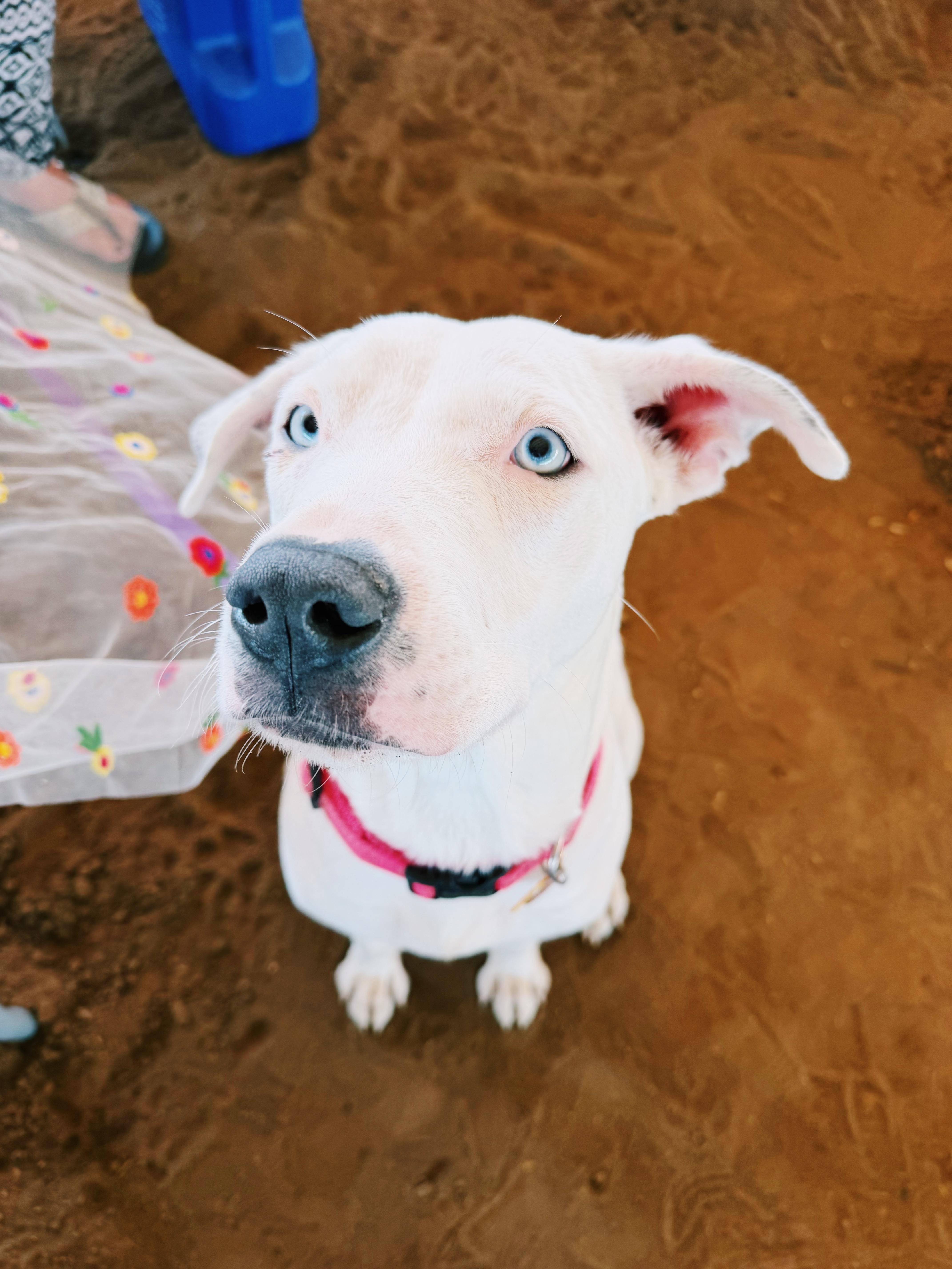 Delilah, Adoptable, Young Female Catahoula Leopard Dog.