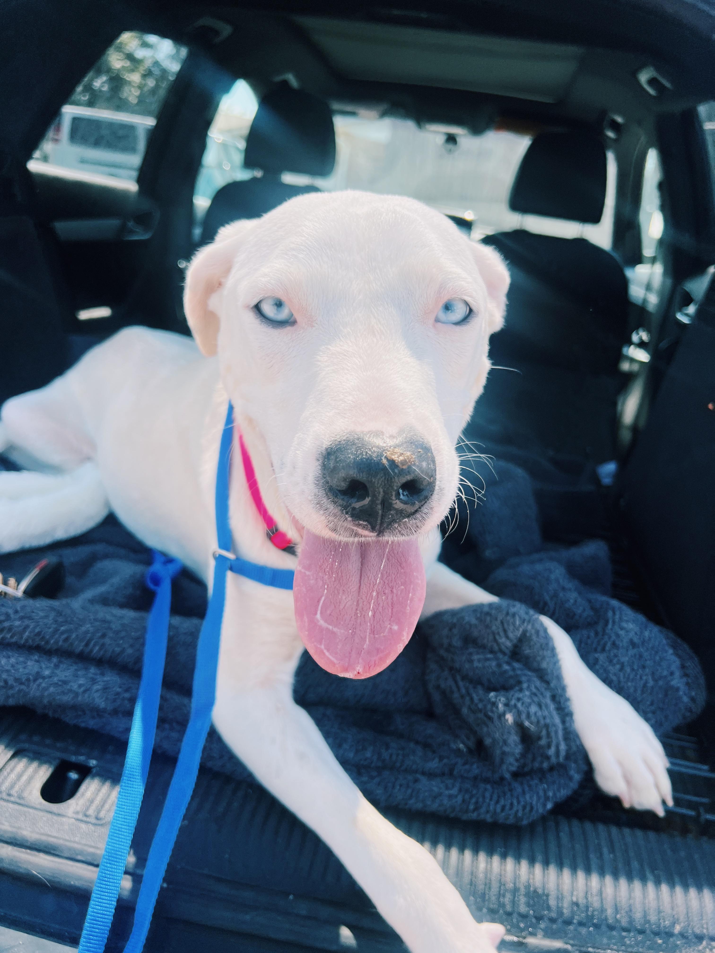 Enlarge Delilah, a ADOPTABLE mixed breed in Bixby, OK image 2/2