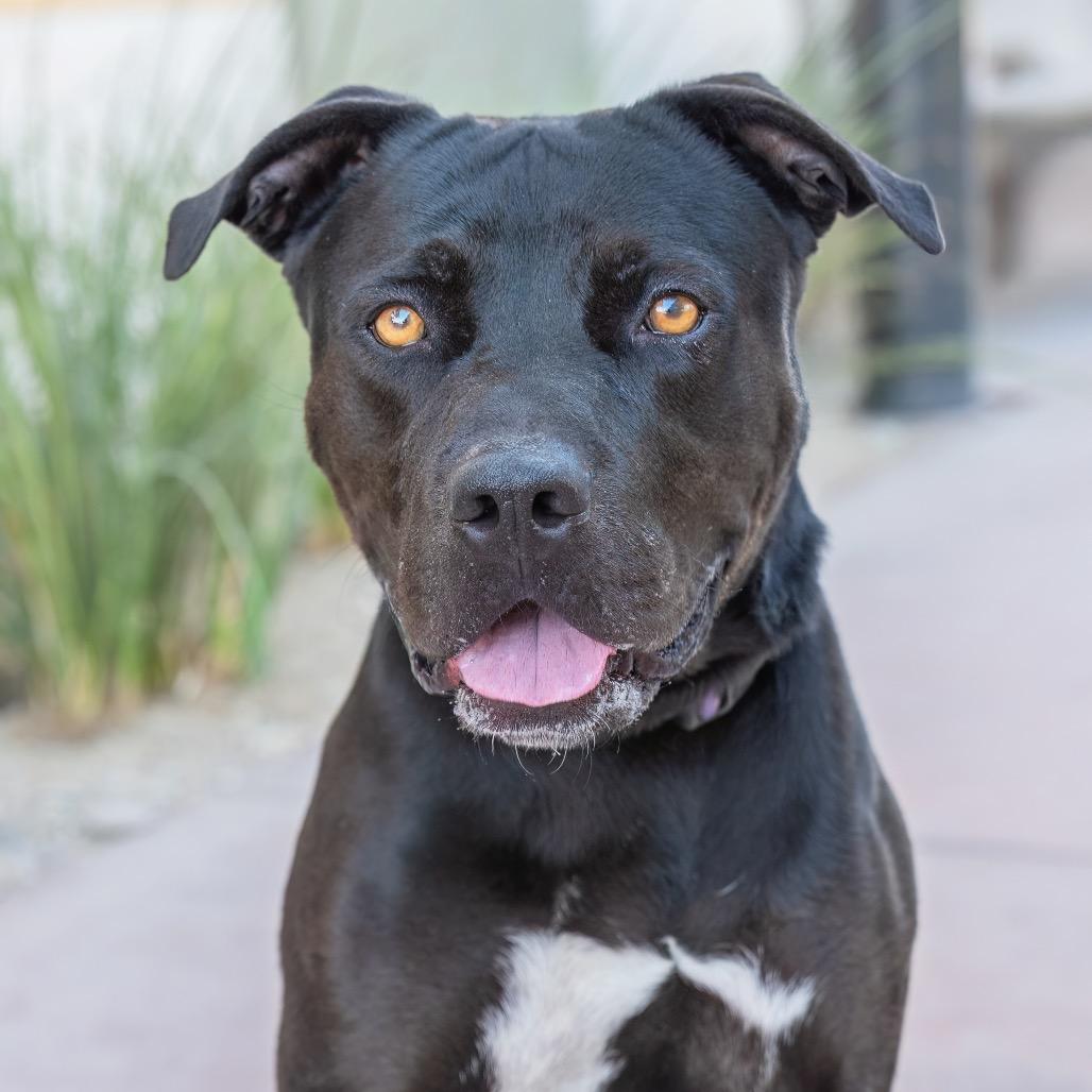 Enlarge Zay, a Adoptable Pit Bull Terrier in Riverside, CA image 1/3