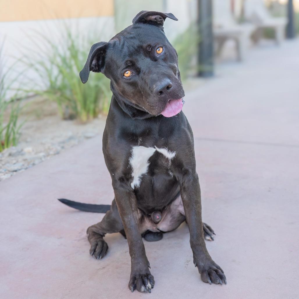 Enlarge Zay, a Adoptable Pit Bull Terrier in Riverside, CA image 2/3