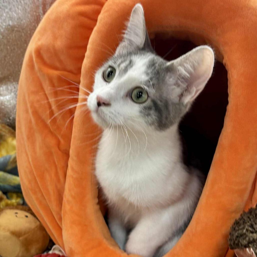 Enlarge Earl, a Adoptable Domestic Short Hair in Sioux Falls, SD image 1/1