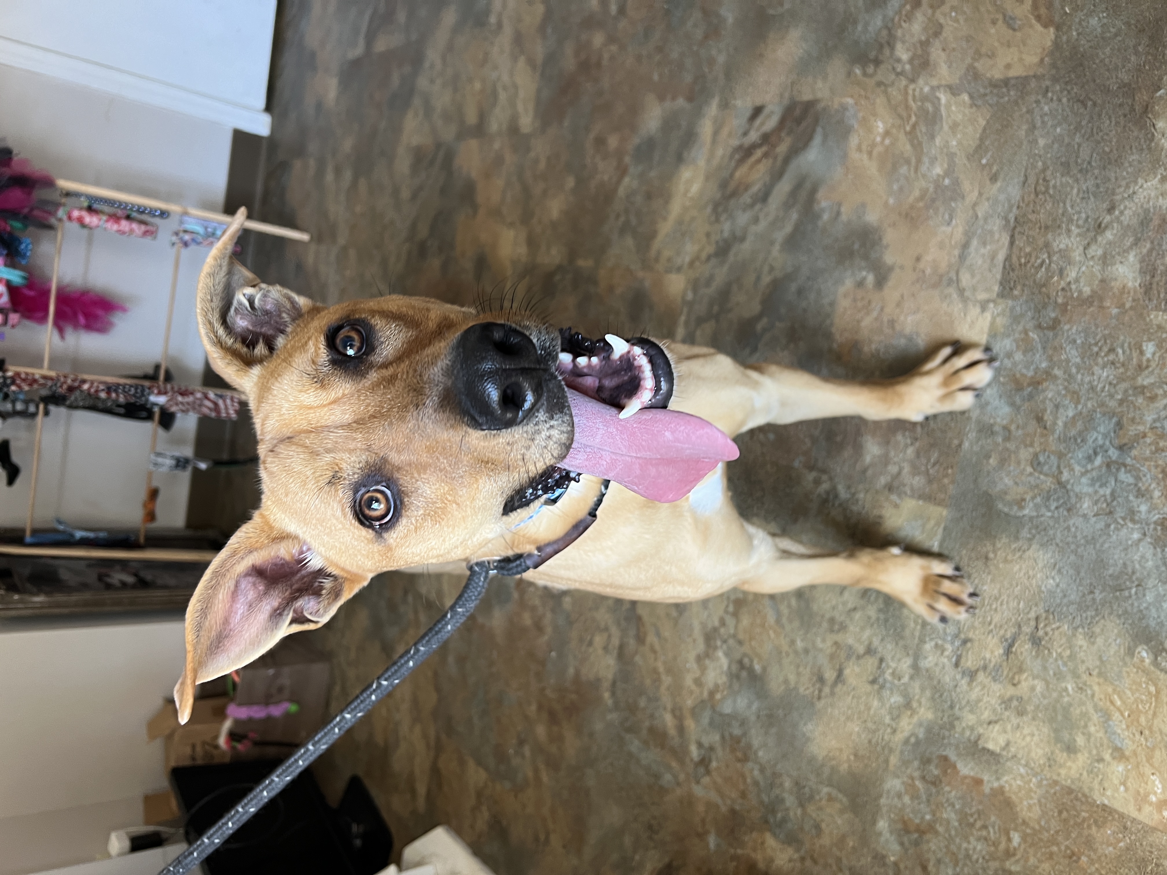 Enlarge Happy, a Adoptable Mixed Breed in Bolivar, TN image 5/5