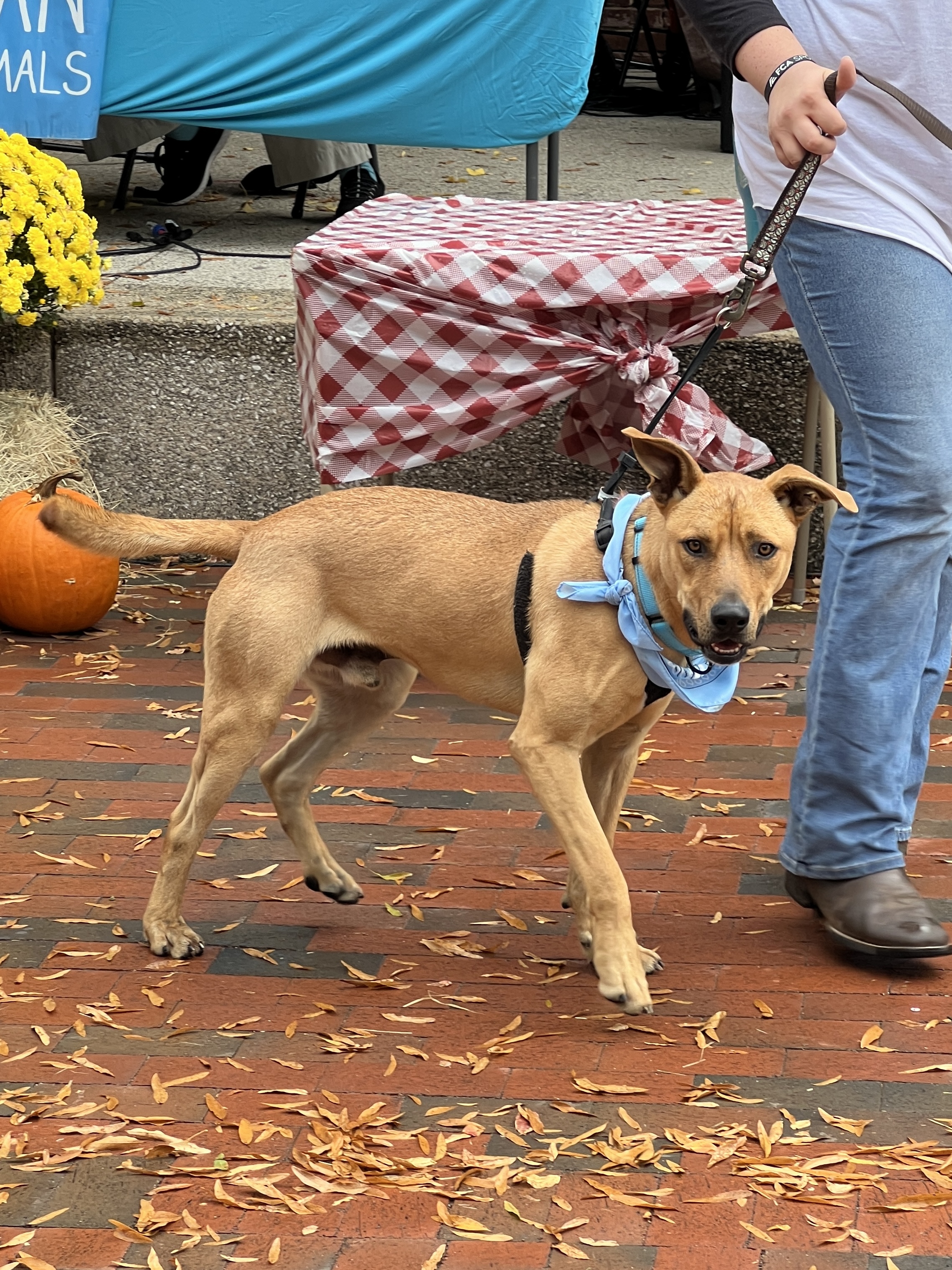 Enlarge Happy, a Adoptable Mixed Breed in Bolivar, TN image 3/5