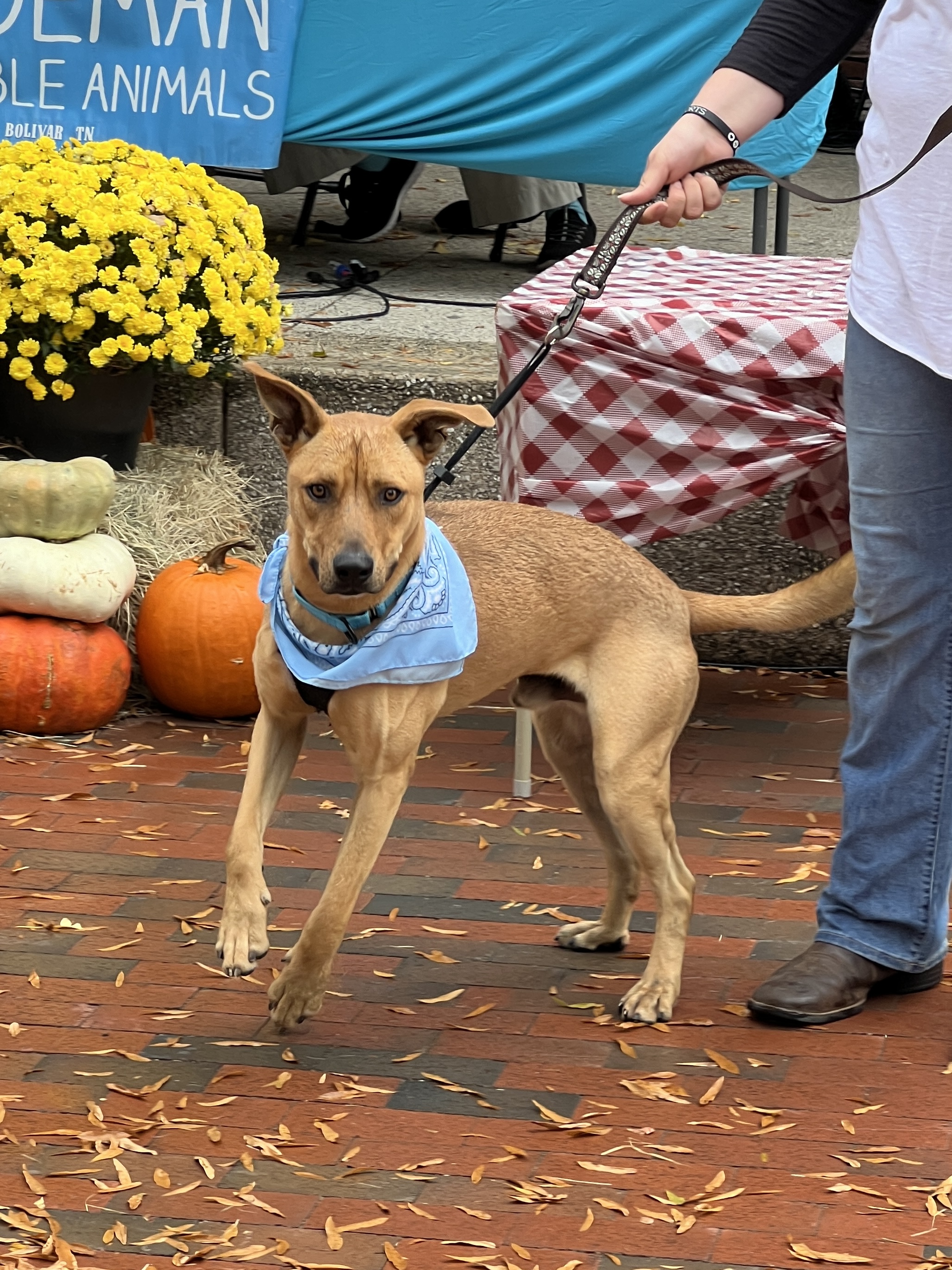 Enlarge Happy, a Adoptable Mixed Breed in Bolivar, TN image 2/5