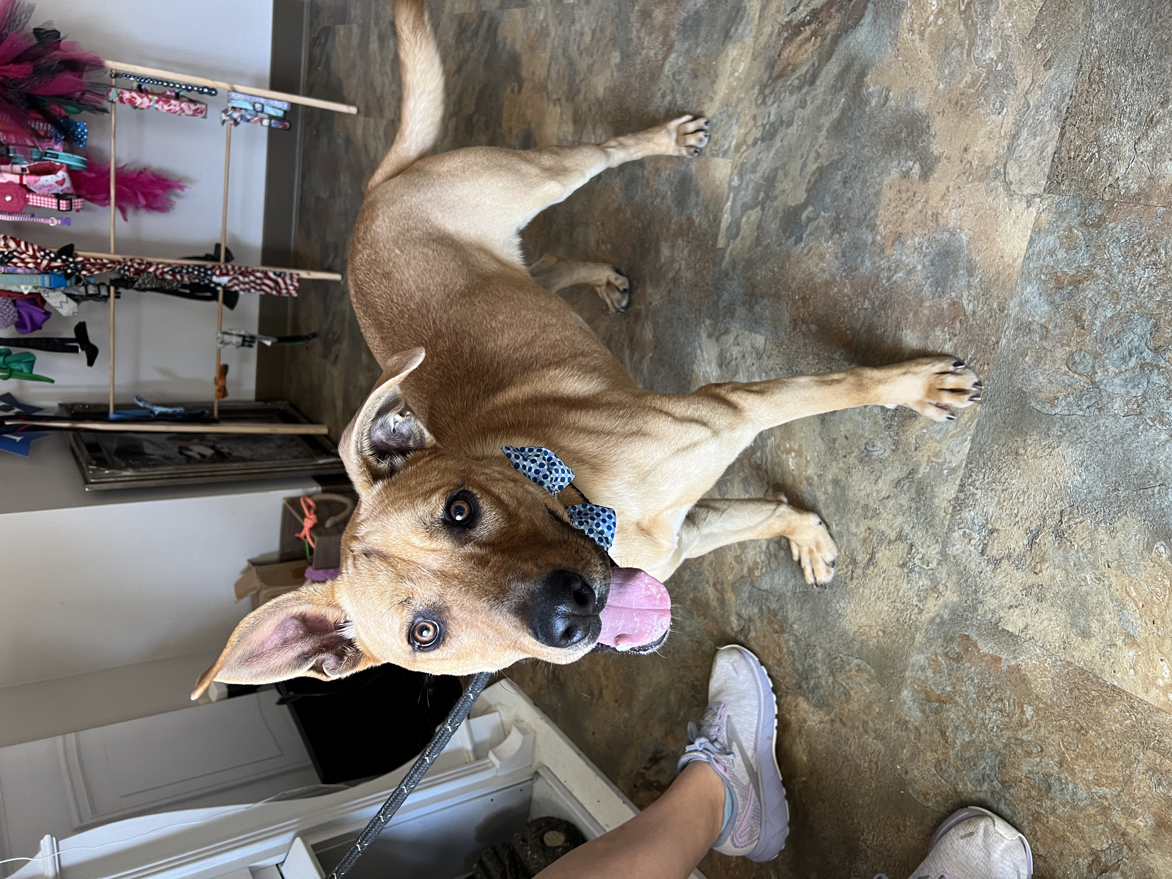 Enlarge Happy, a Adoptable Mixed Breed in Bolivar, TN image 4/5