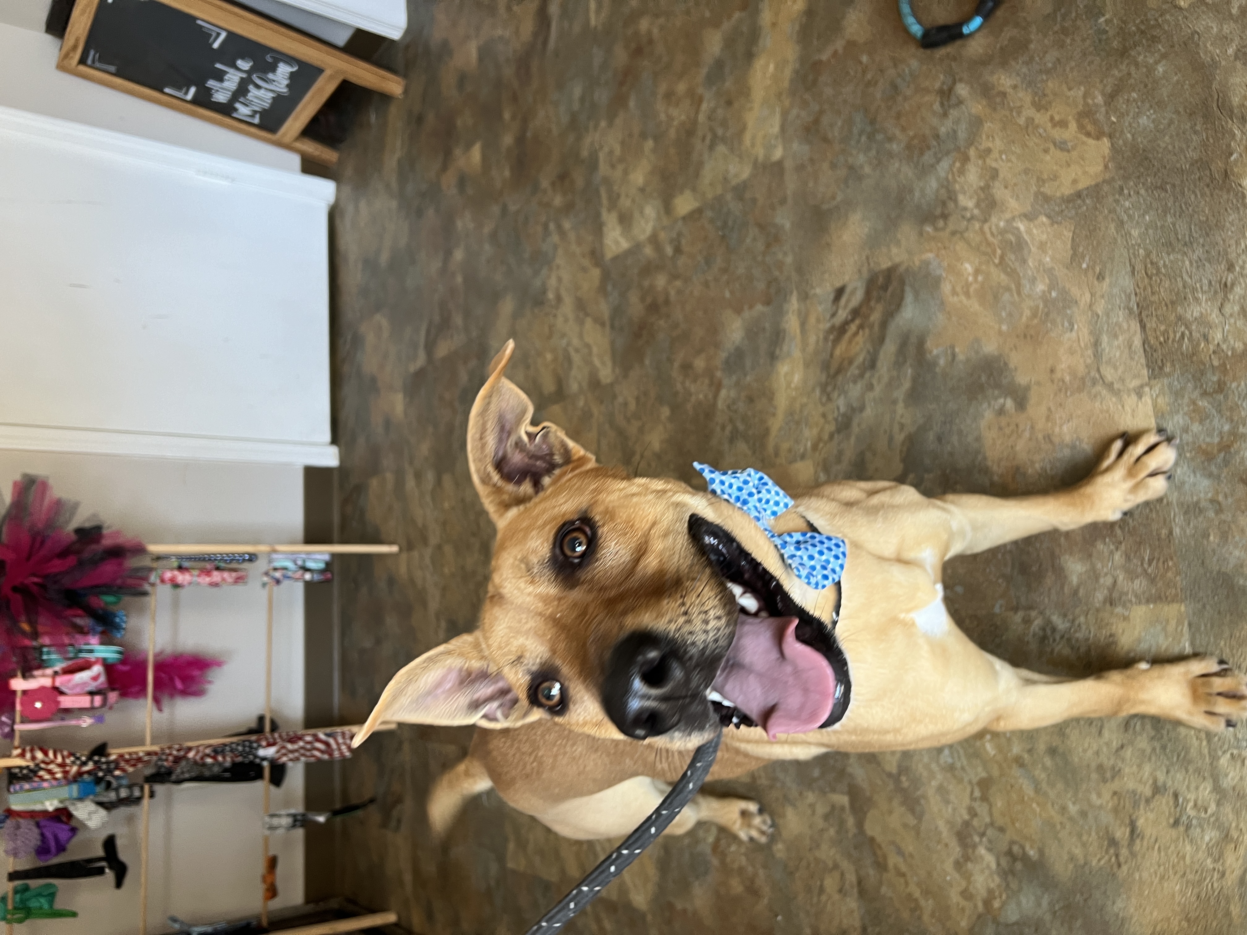 Enlarge Happy, a Adoptable Mixed Breed in Bolivar, TN image 1/5