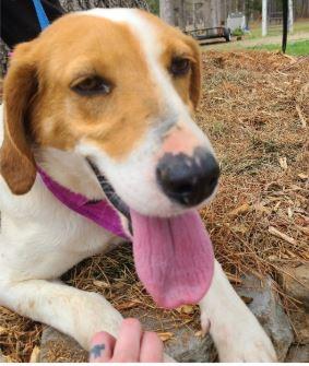 Enlarge Josie, a ADOPTABLE mixed breed in Clarksville, VA image 3/4