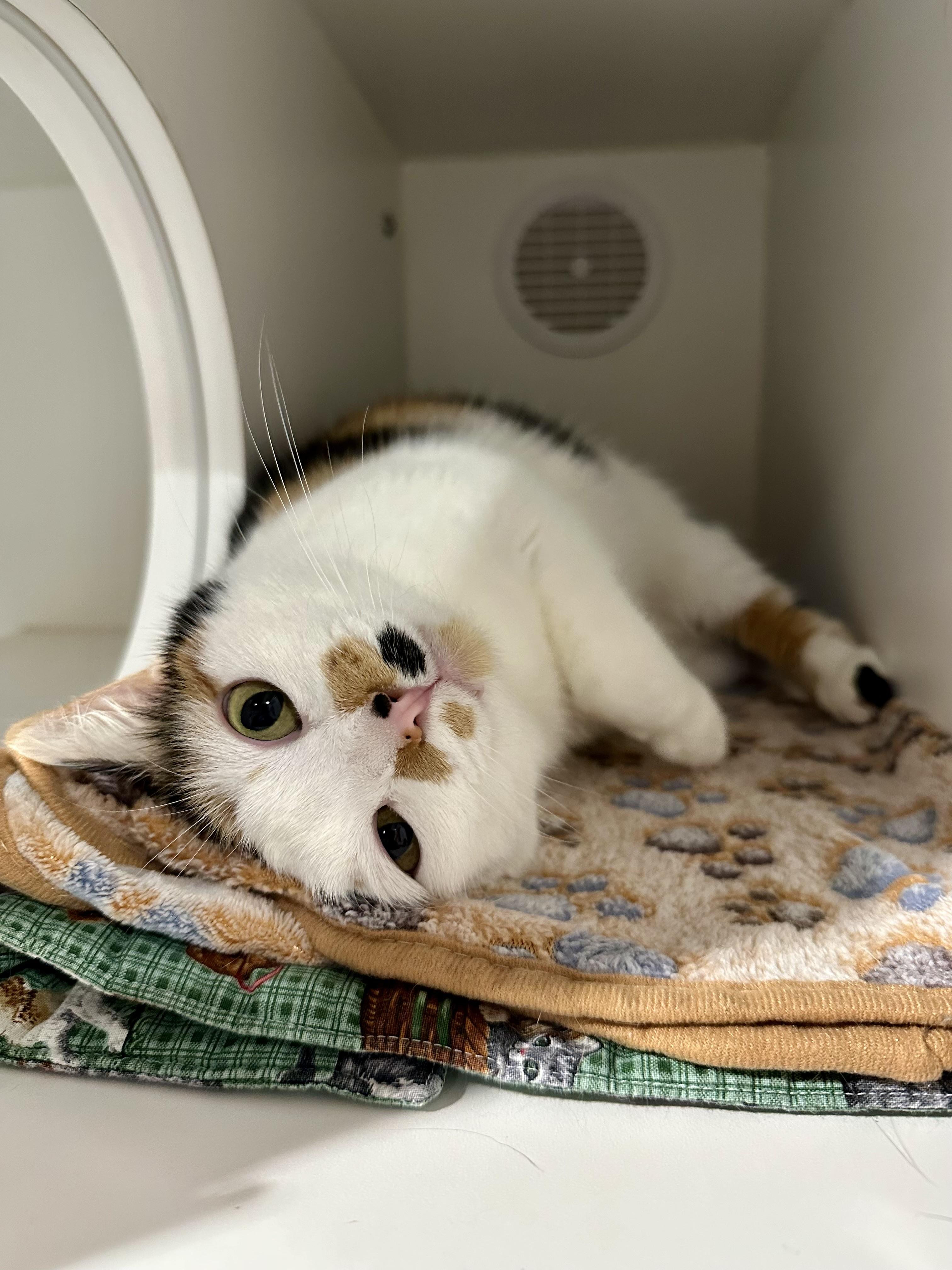 Enlarge Mi-Ke, an adopted Domestic Short Hair in Seattle, WA image 5/5