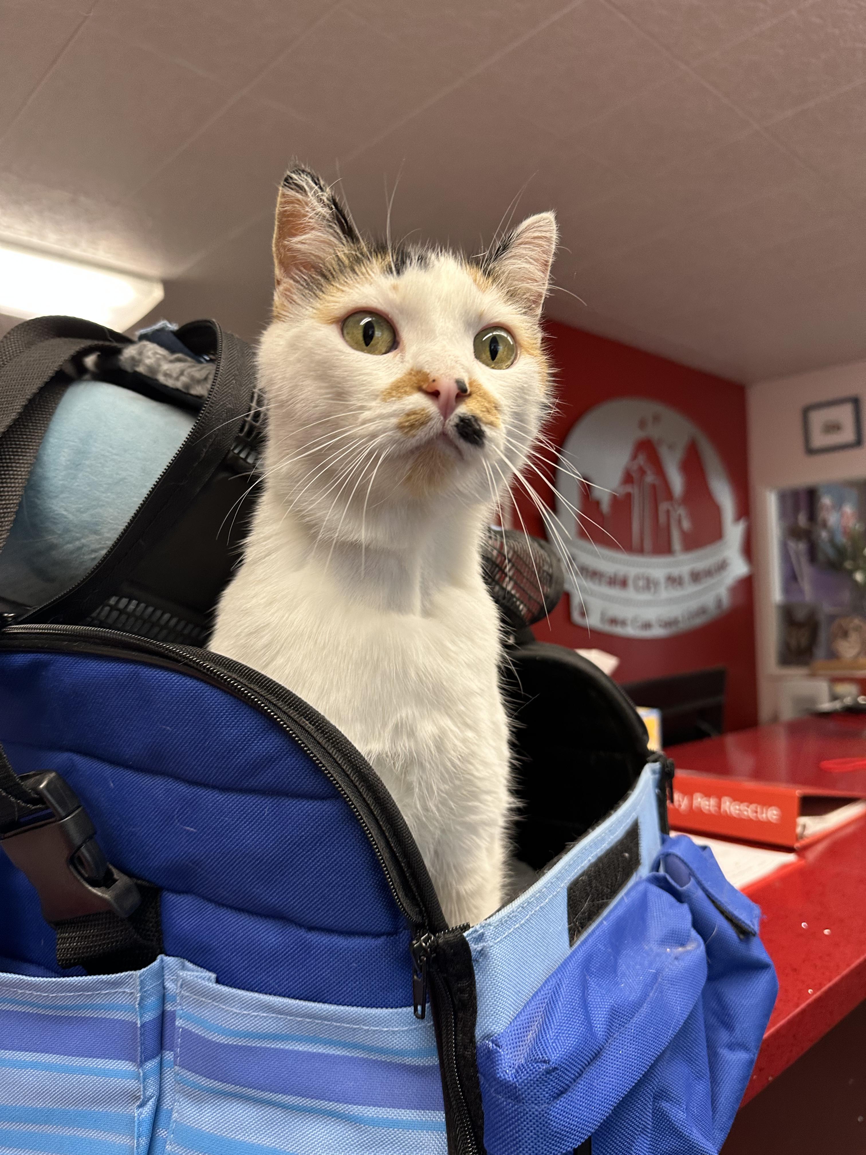 Enlarge Mi-Ke, an adopted Domestic Short Hair in Seattle, WA image 3/5