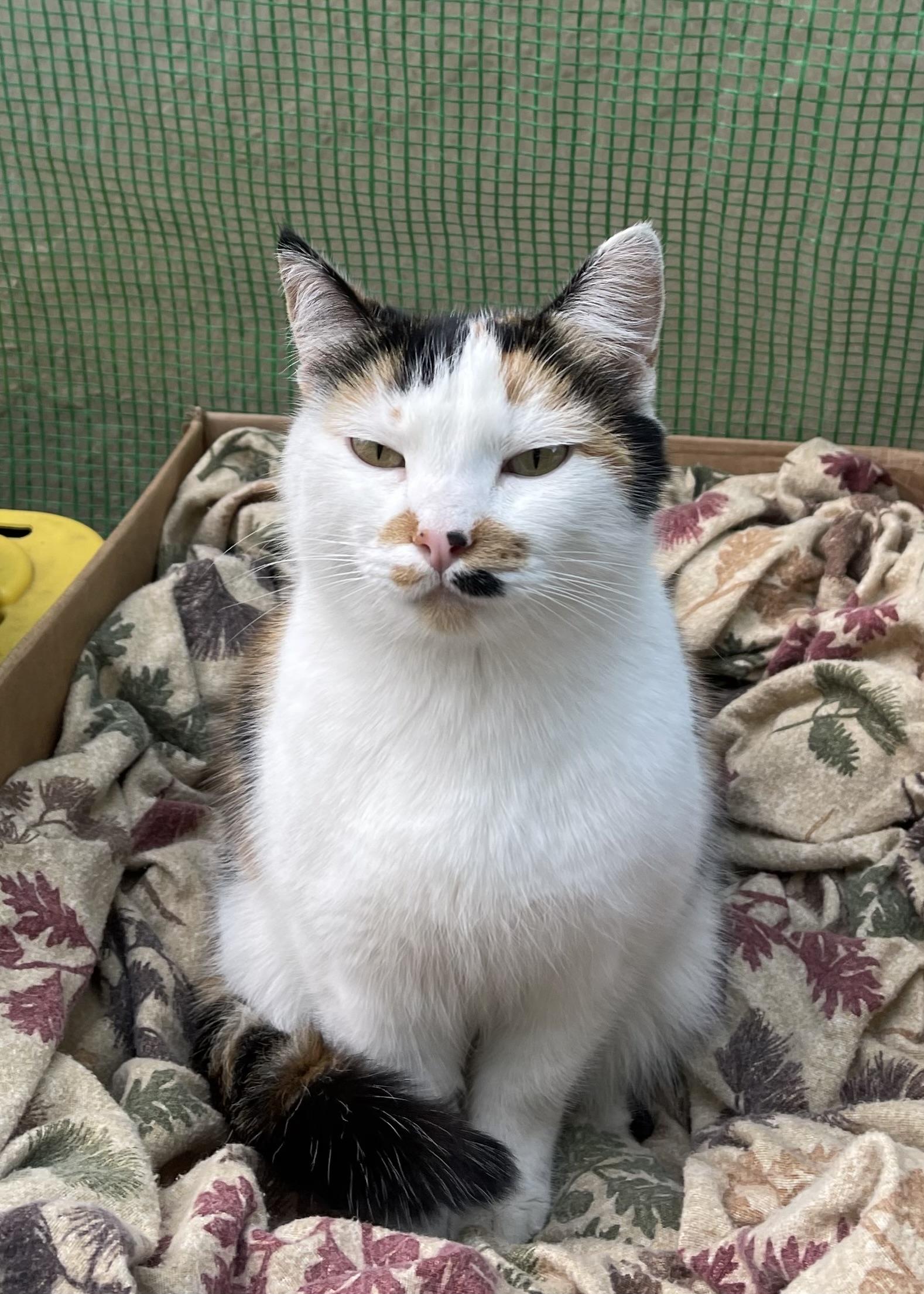 Enlarge Mi-Ke, an adopted Domestic Short Hair in Seattle, WA image 4/5