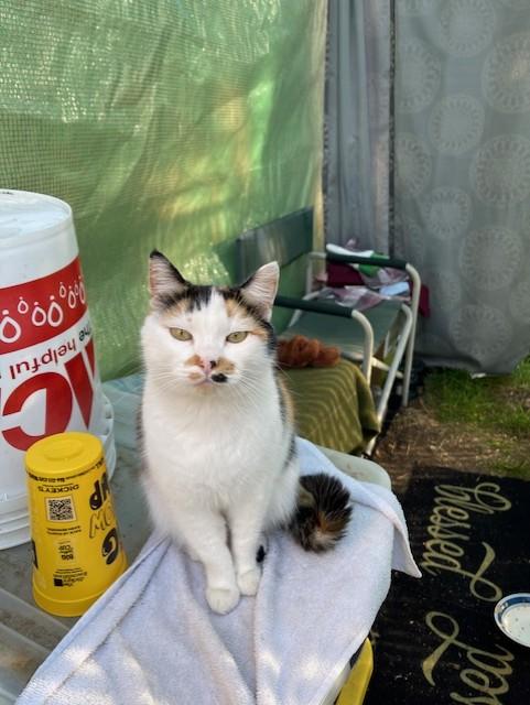 Enlarge Mi-Ke, an adopted Domestic Short Hair in Seattle, WA image 1/5