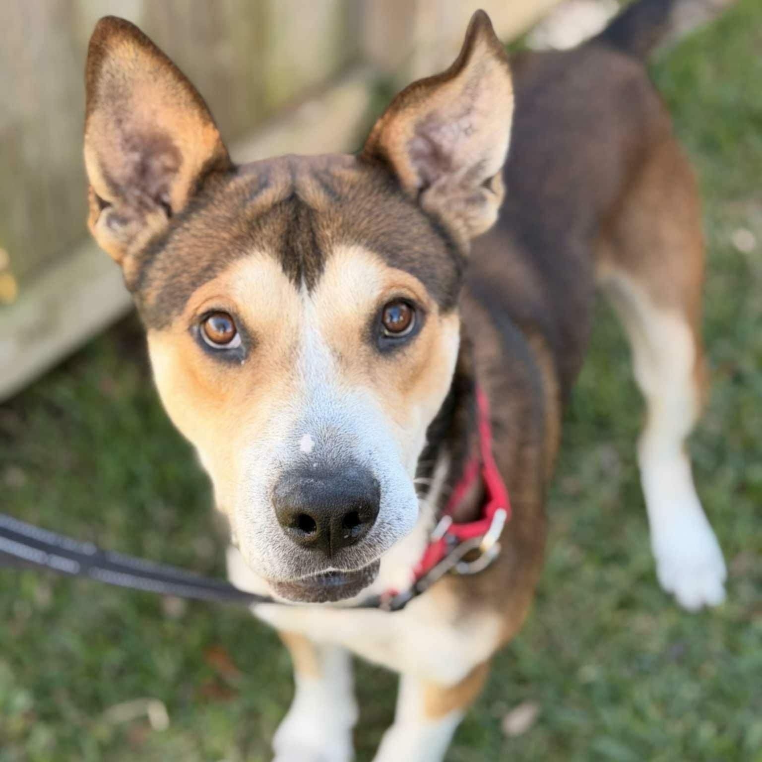 Enlarge Tracker, a Adoptable Husky in Bellingham, WA image 2/6
