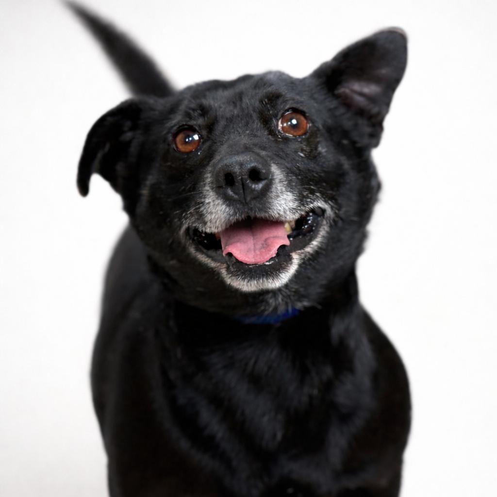 Mack, Adoptable, Adult Male Mixed Breed.