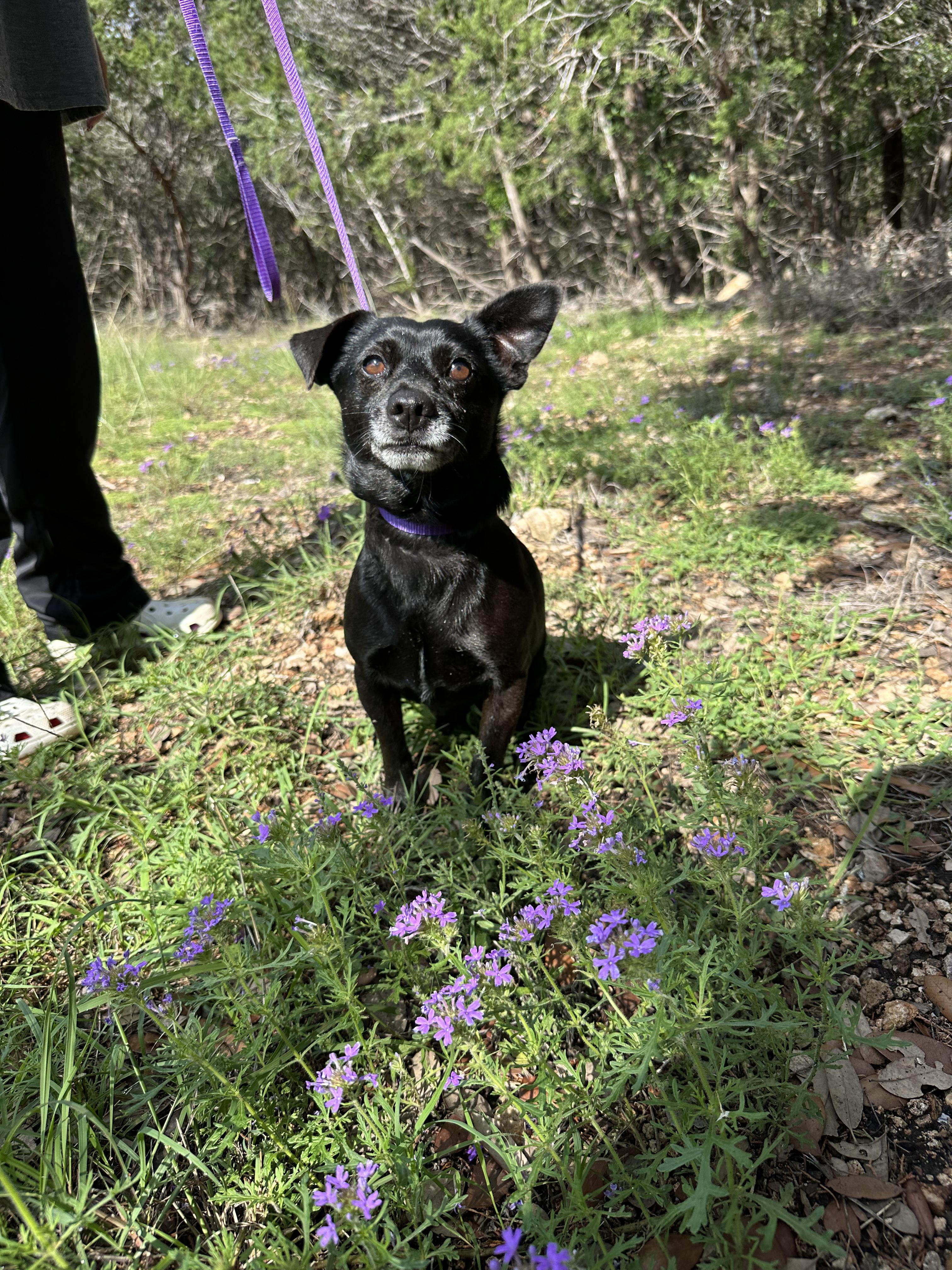Enlarge Mack, a Adoptable Mixed Breed in San Antonio, TX image 5/6