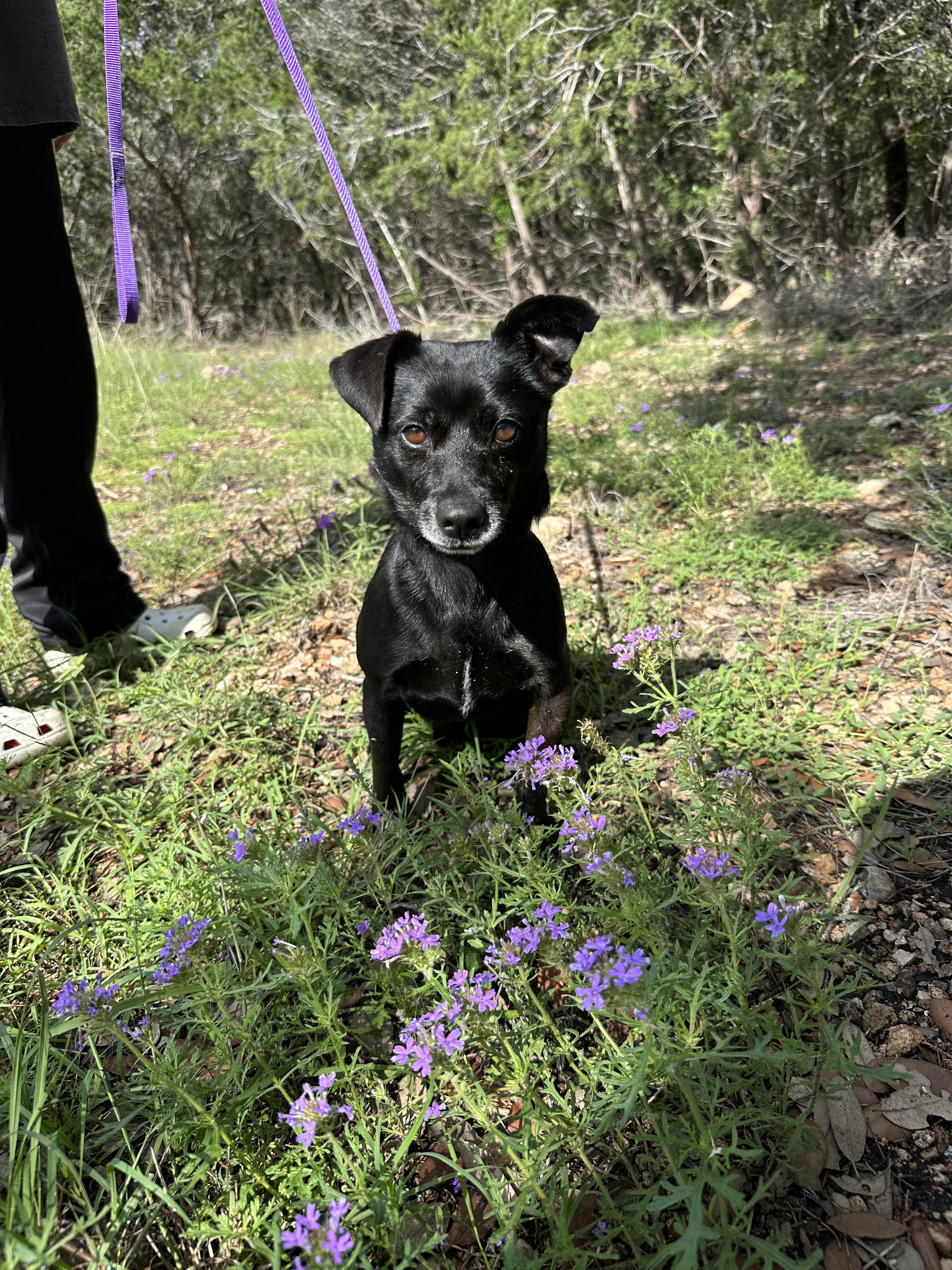 Enlarge Mack, a Adoptable Mixed Breed in San Antonio, TX image 4/6