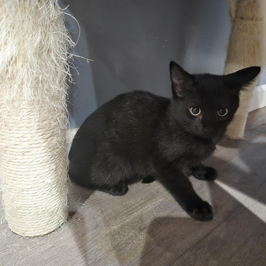 Tish, Adoptable, Young Female Domestic Short Hair.