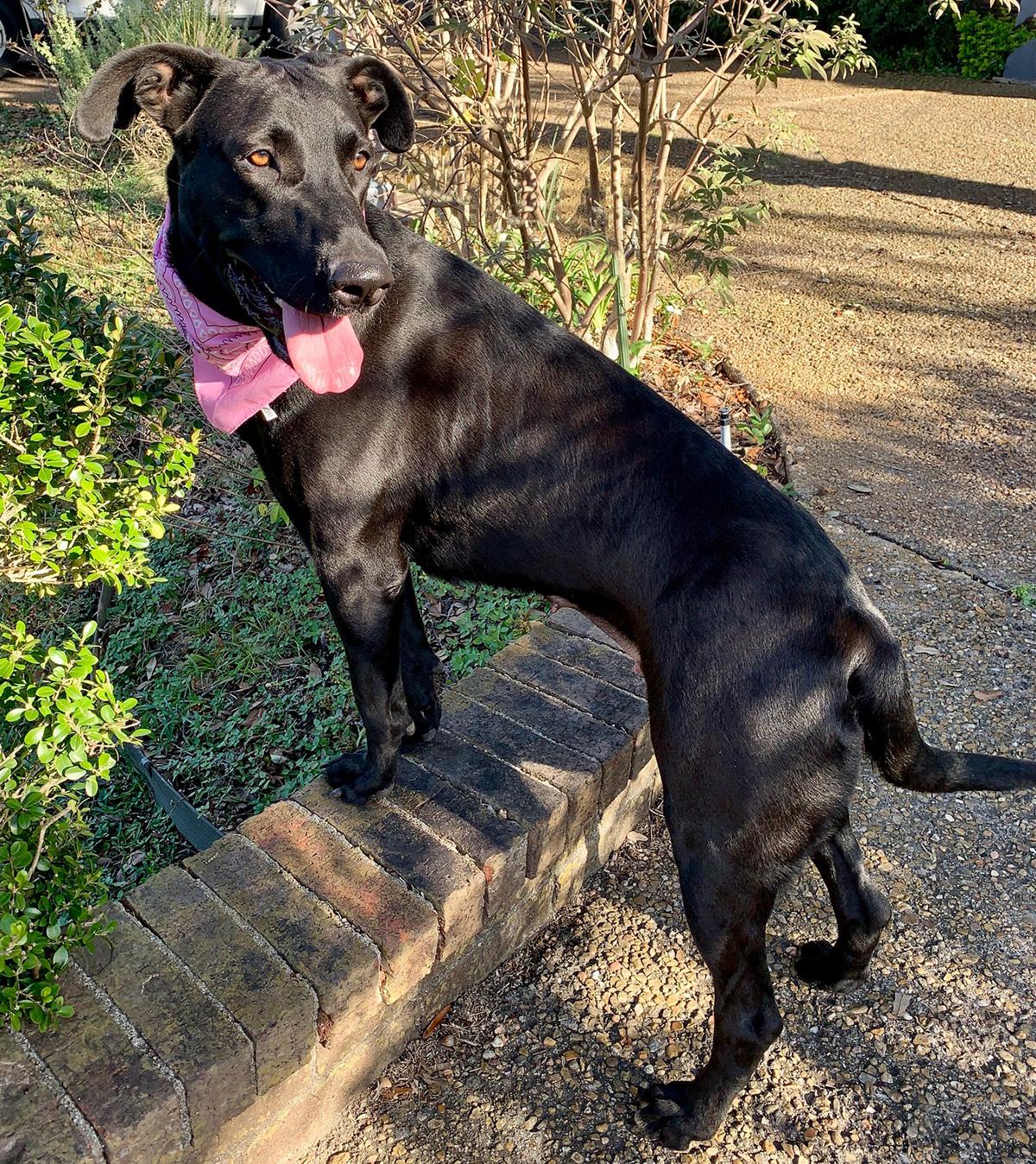 GORGEOUS LUCY!, a Adoptable mixed breed in Brattleboro, VT image 2/5