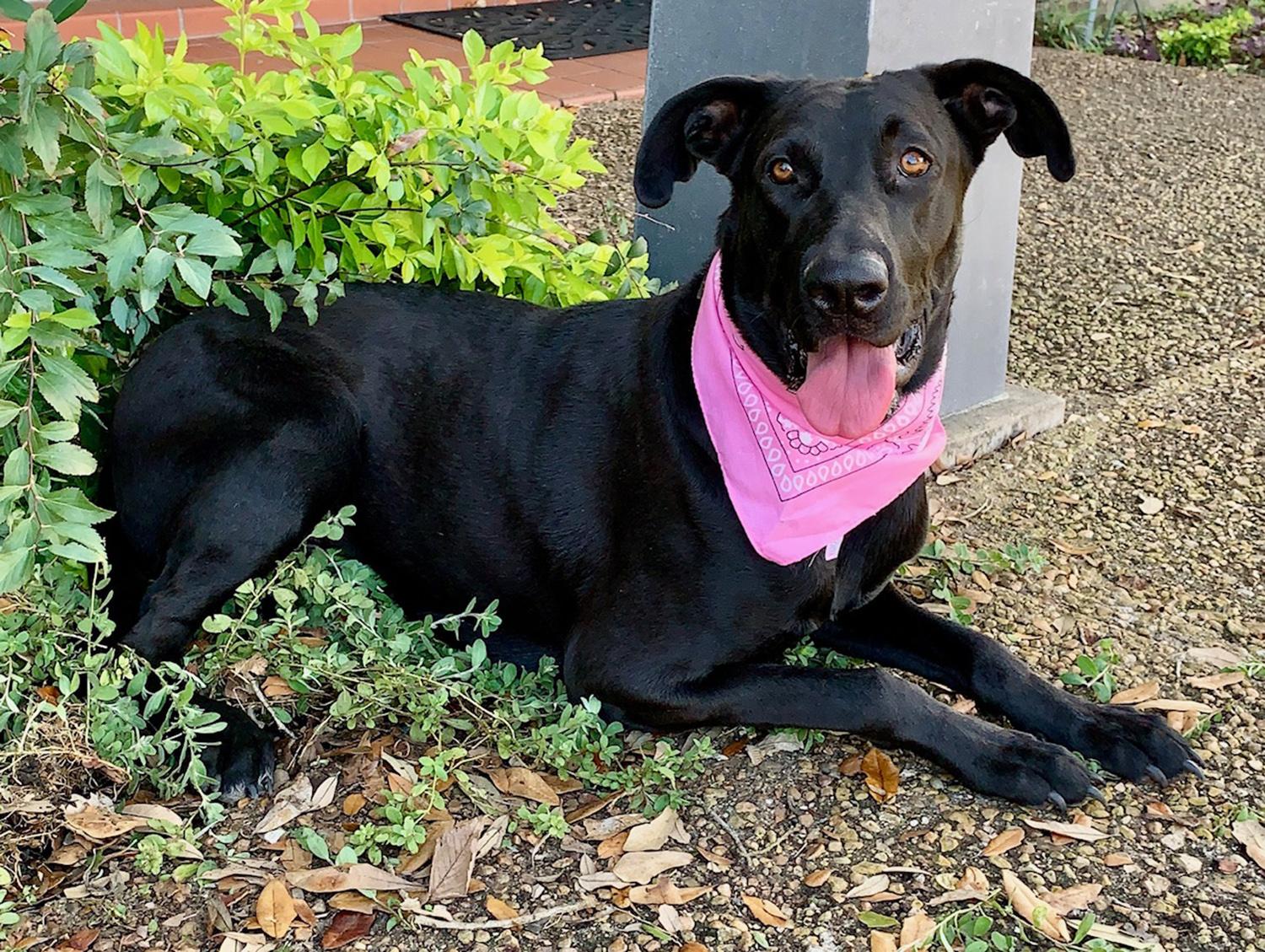 GORGEOUS LUCY!, a Adoptable mixed breed in Brattleboro, VT image 3/5