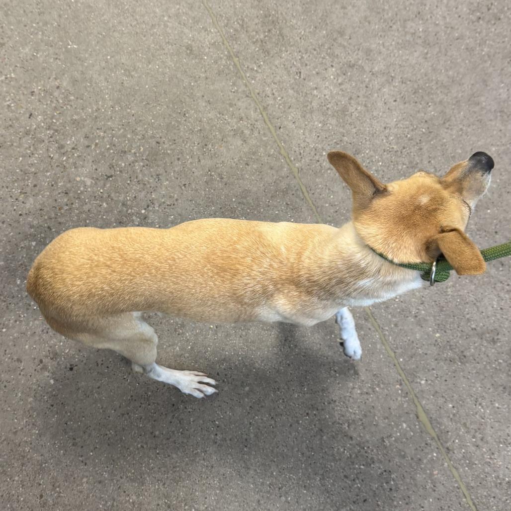 Enlarge Saylor, a Adoptable Mixed Breed in Las Cruces, NM image 2/6