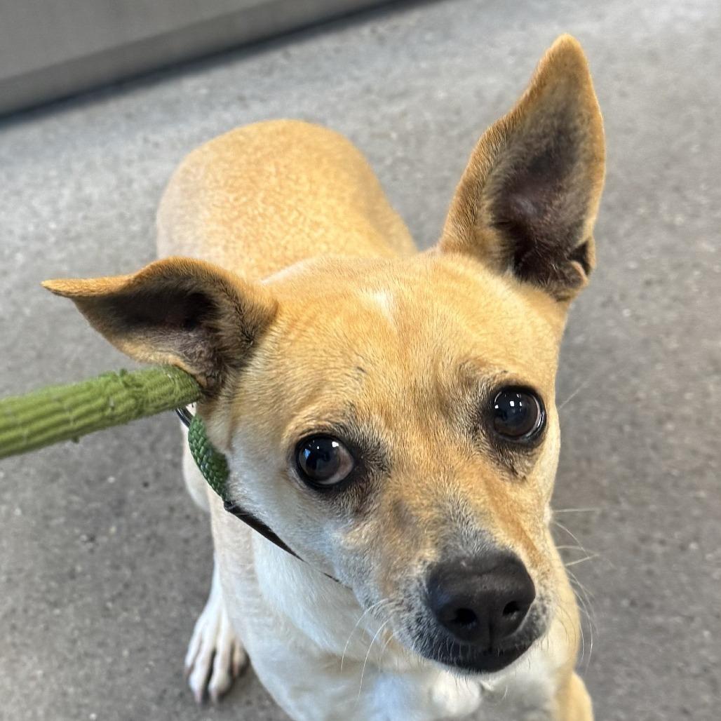 Enlarge Saylor, a Adoptable Mixed Breed in Las Cruces, NM image 3/6