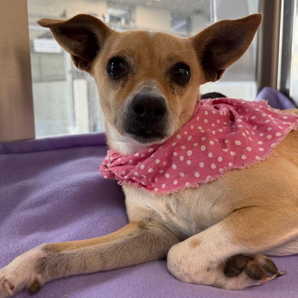 Enlarge Saylor, a Adoptable Mixed Breed in Las Cruces, NM image 5/6