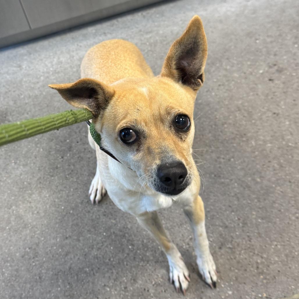 Enlarge Saylor, a Adoptable Mixed Breed in Las Cruces, NM image 6/6