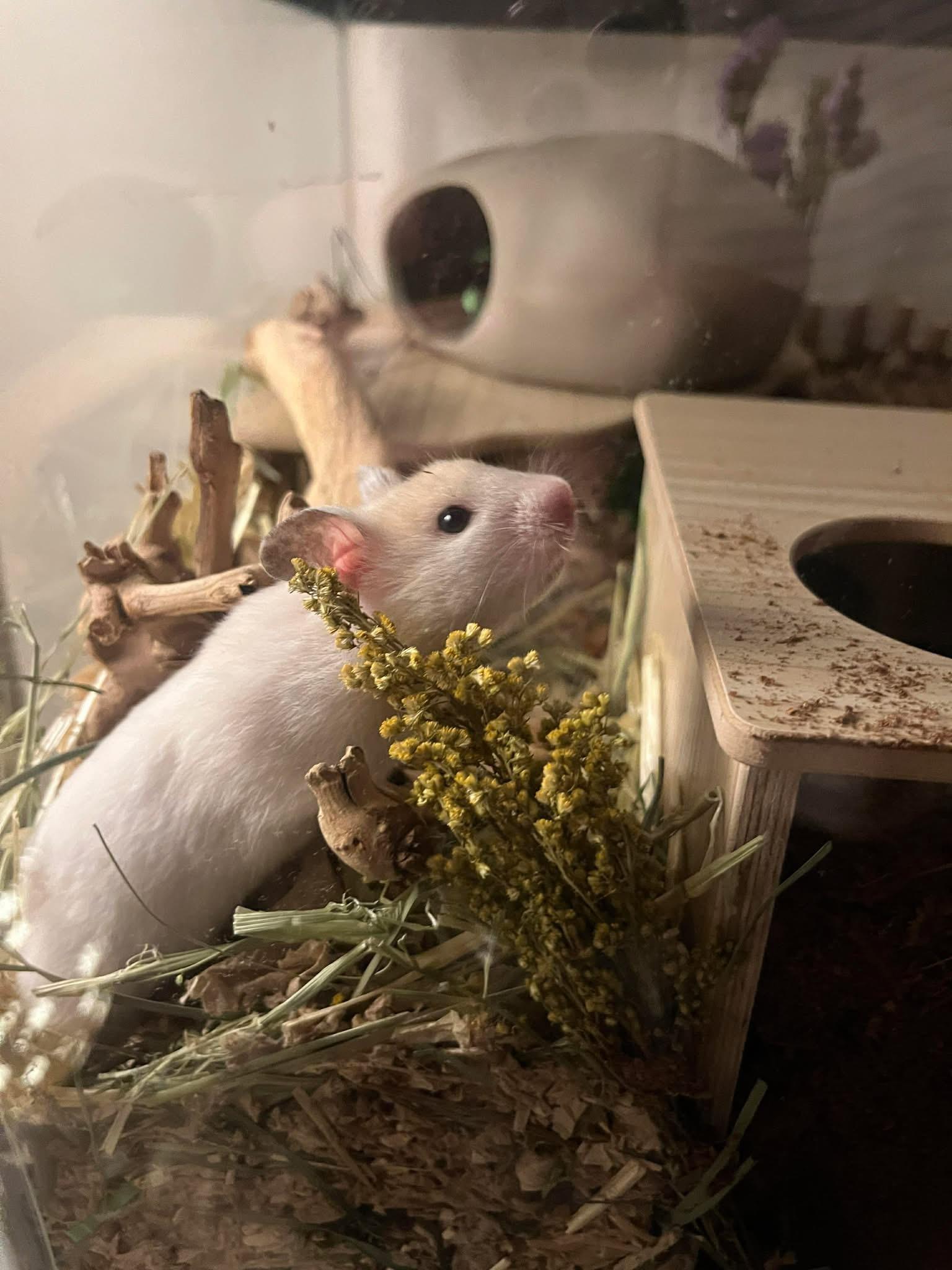 Snow Crystal, a ADOPTABLE Hamster in Eugene, OR image 1/2