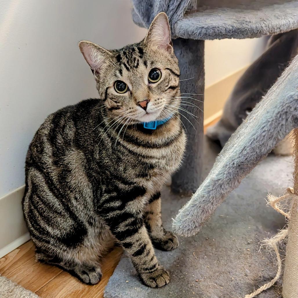 Stanley, Adoptable, Adult Male Domestic Short Hair.