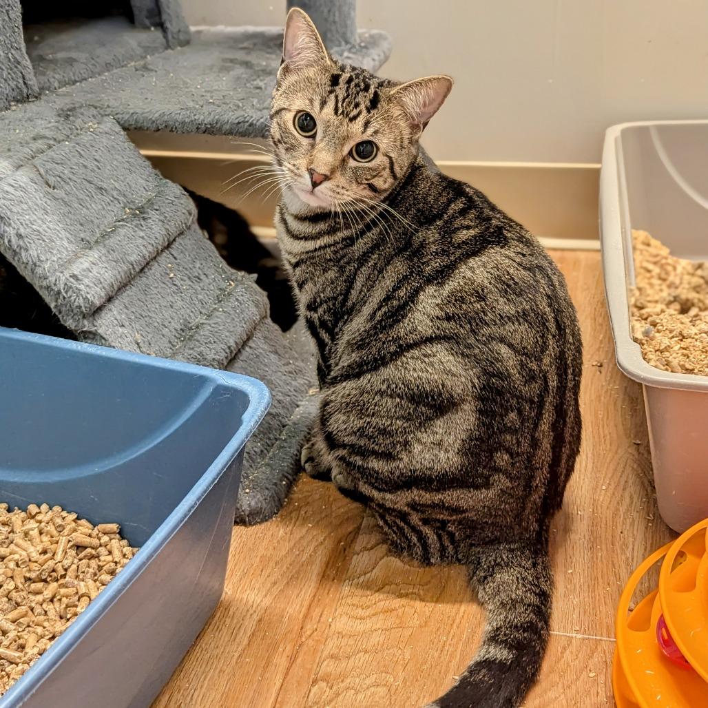 Enlarge Stanley, a Adoptable Domestic Short Hair in Buffalo, NY image 2/4