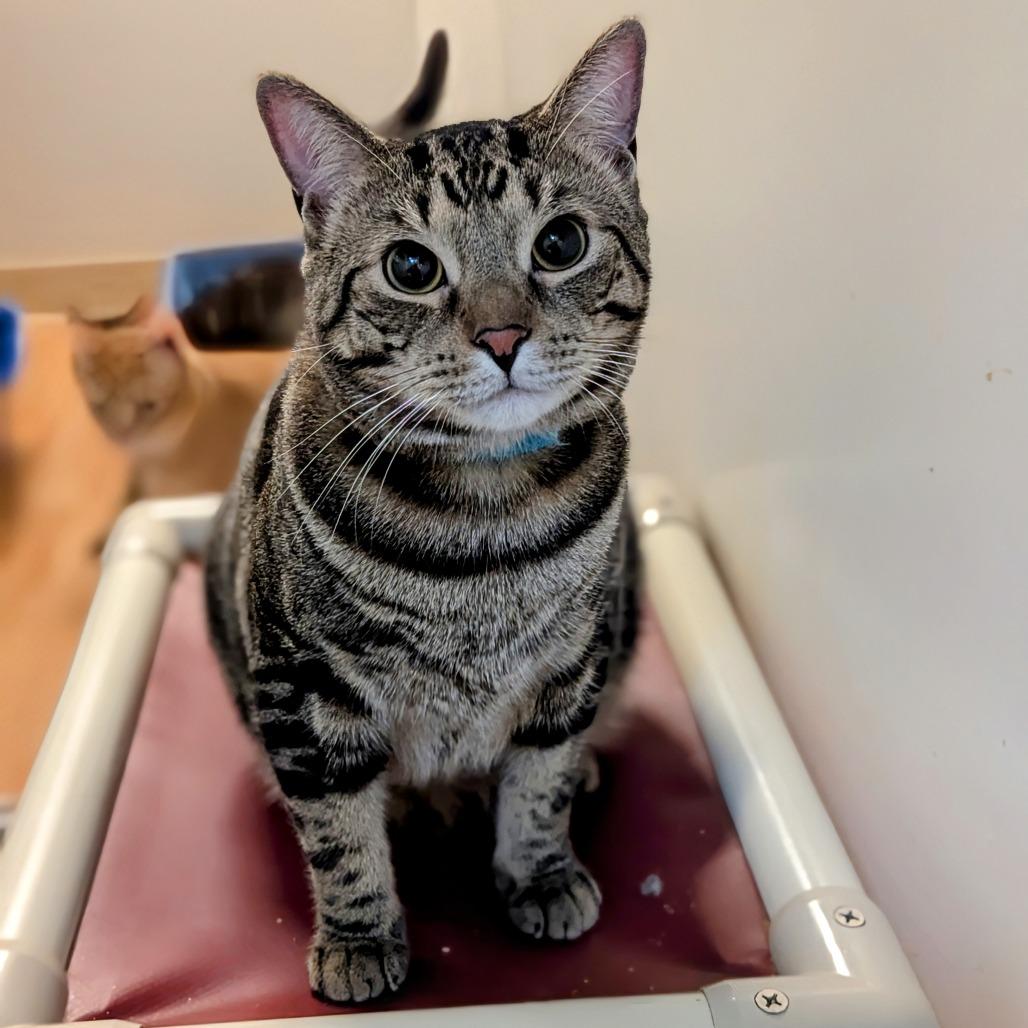 Enlarge Stanley, a Adoptable Domestic Short Hair in Buffalo, NY image 3/4