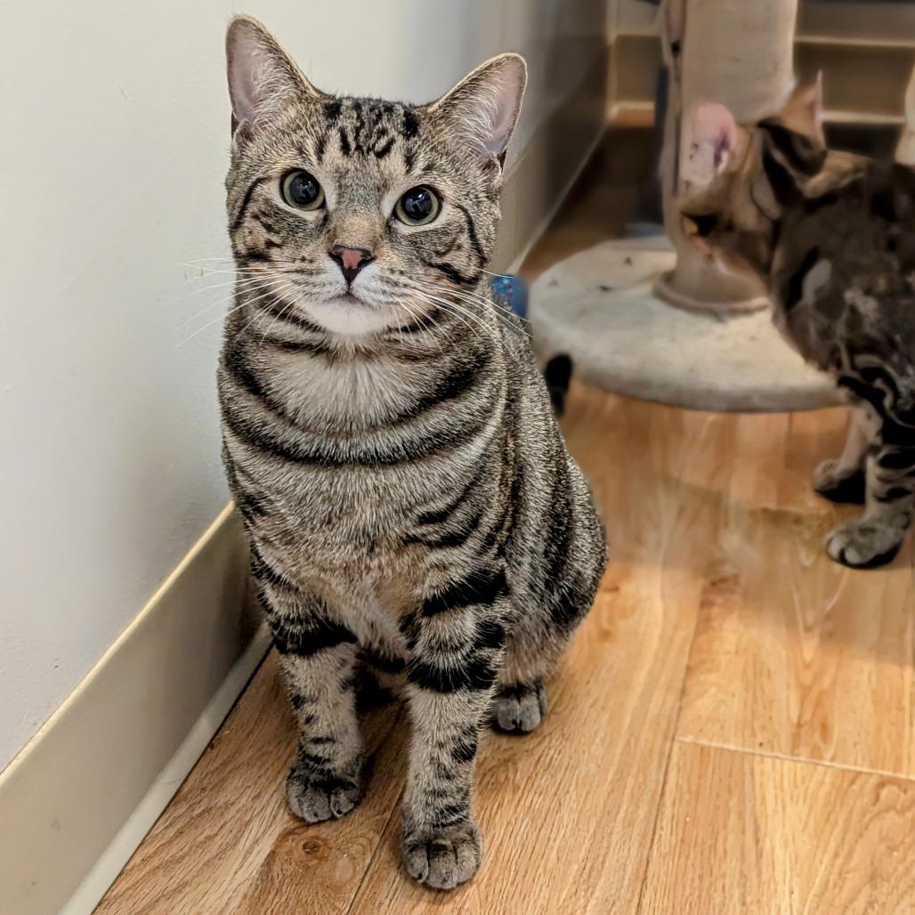 Enlarge Stanley, a Adoptable Domestic Short Hair in Buffalo, NY image 4/4