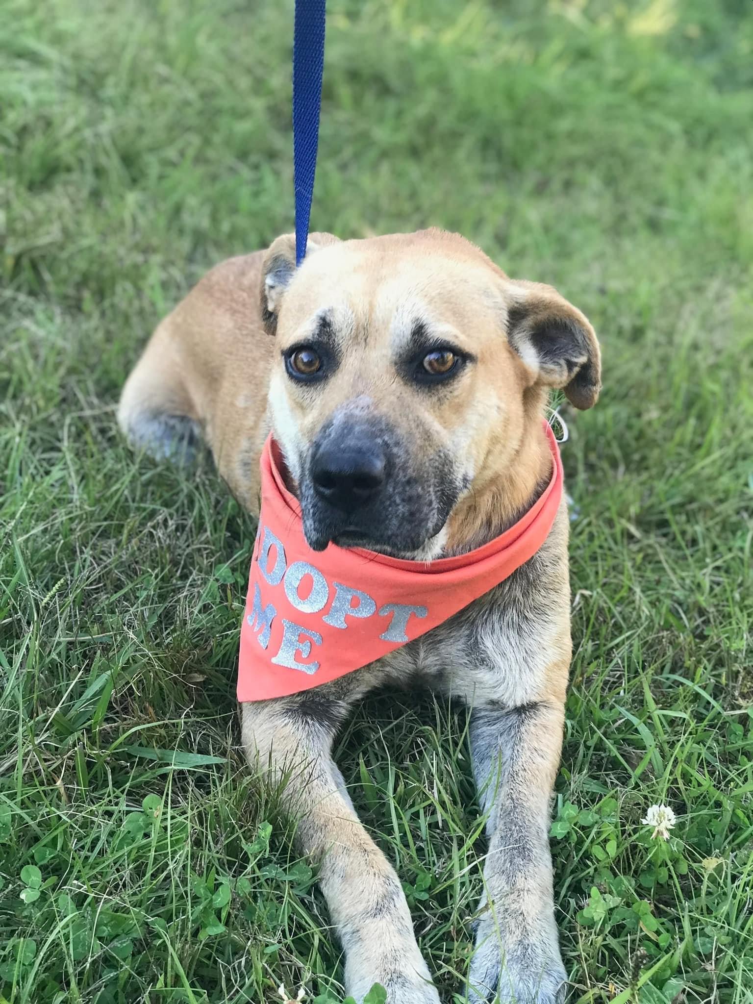 Enlarge Donnie, a Adoptable Mixed Breed in Bruce, MS image 1/1