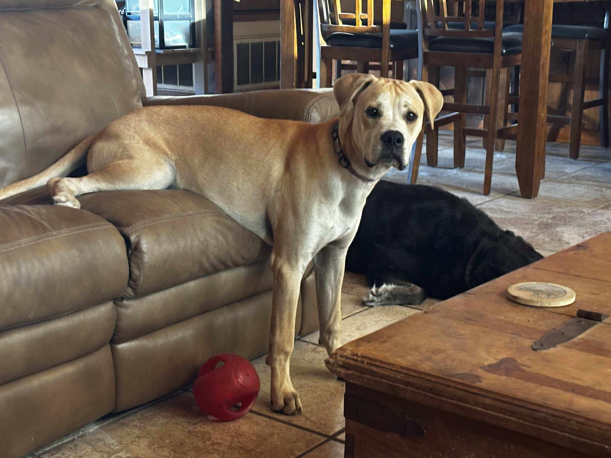 Breaker, Baby Male Great Dane
